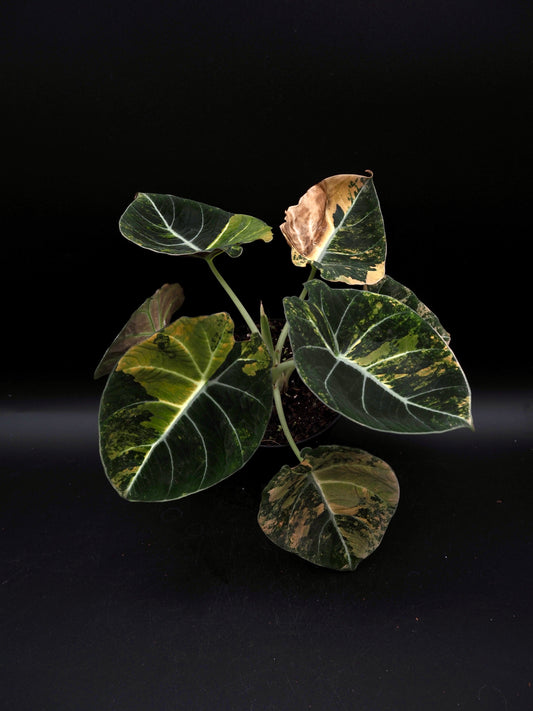 Alocasia Black Velvet Aurea
