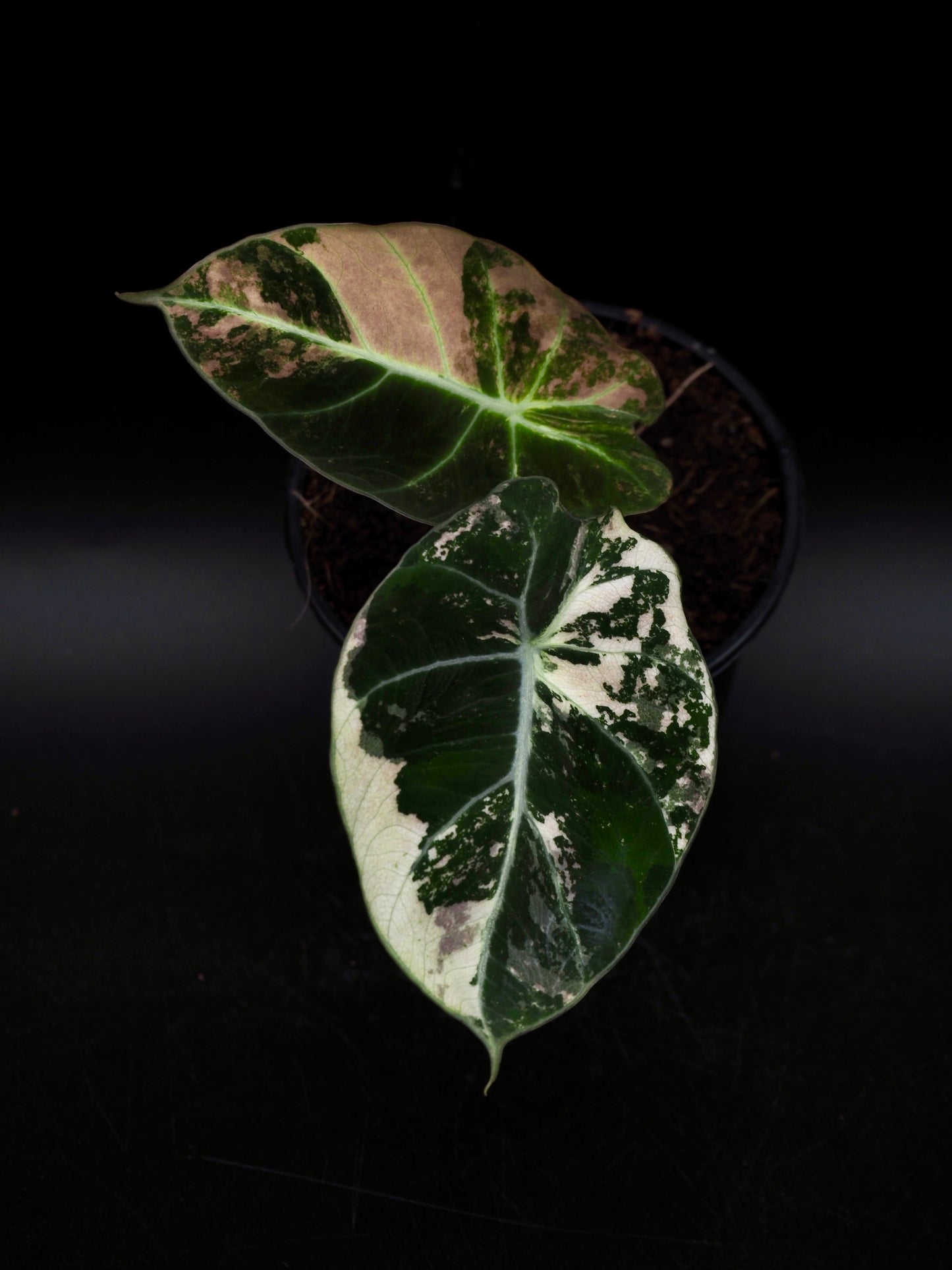 Alocasia Black Velvet Pink