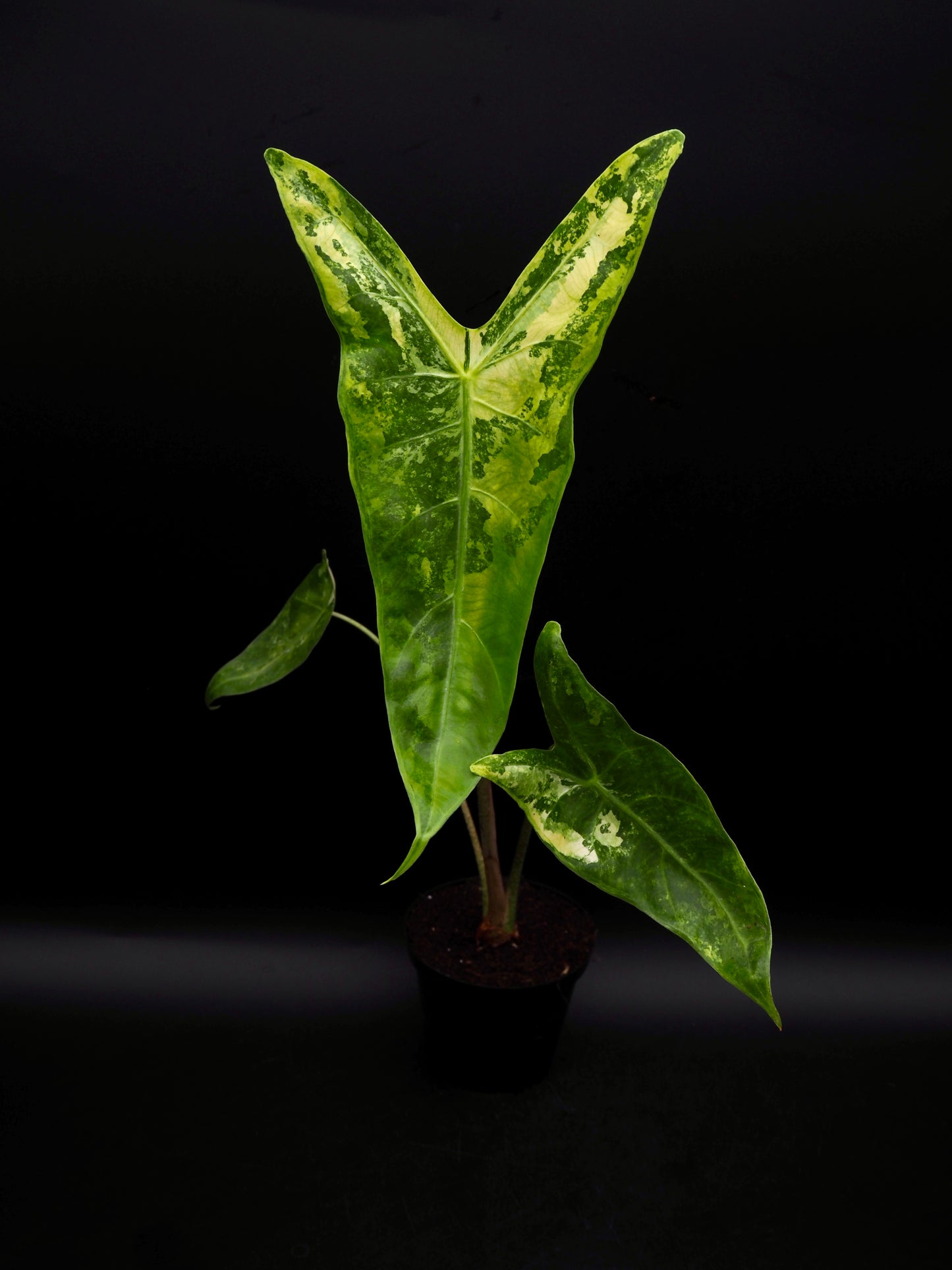 Alocasia Longlioba Albo