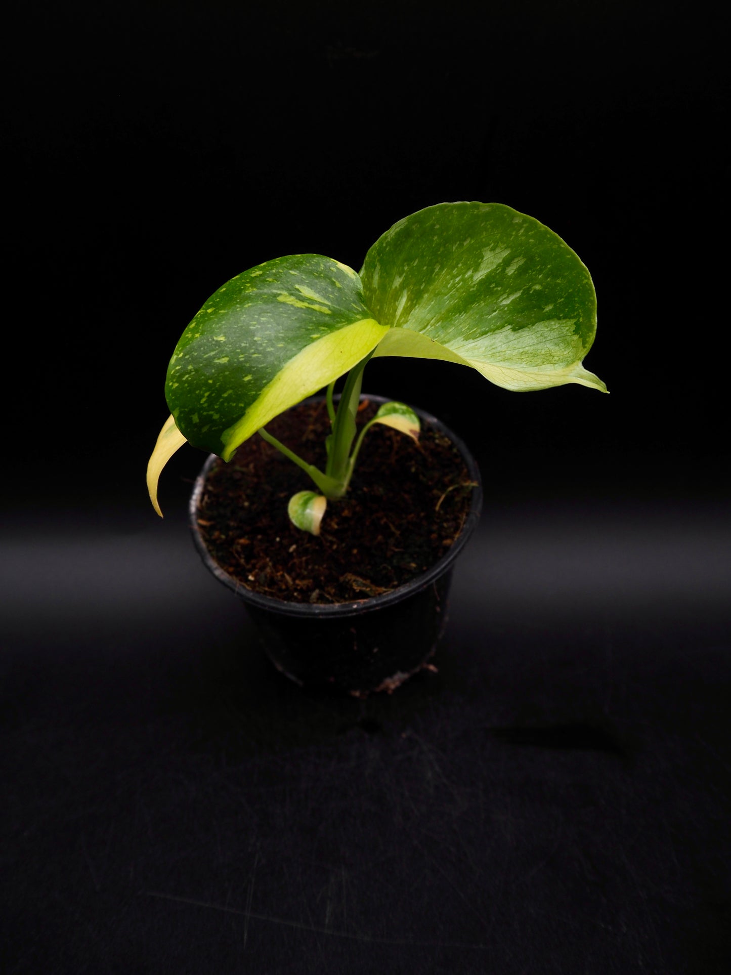 Monstera Deliciosa Electrolyte