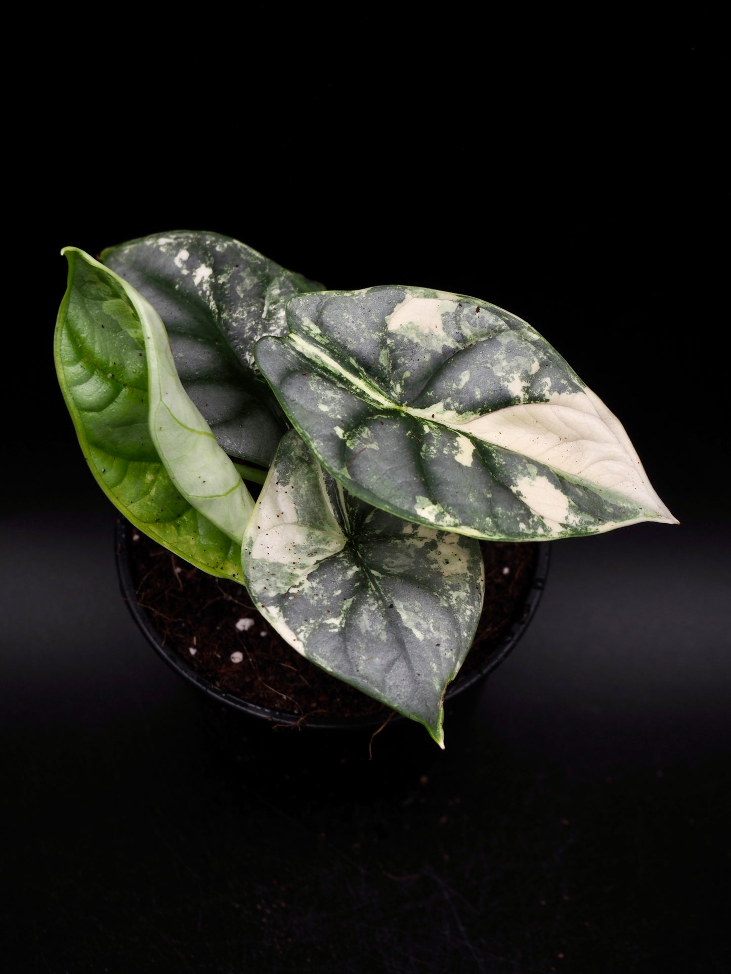Alocasia Silver Dragon Albo