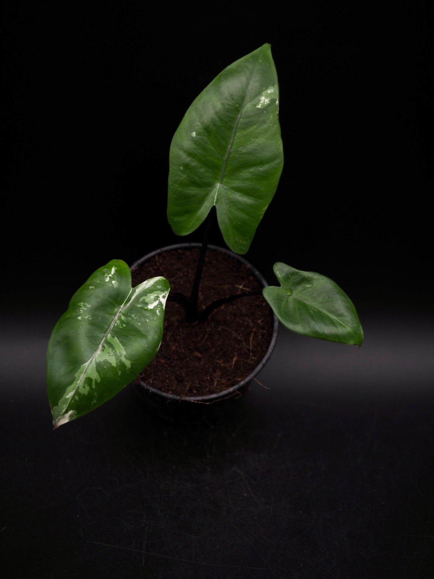 Alocasia Macrorrhiza Black Stem Variegata