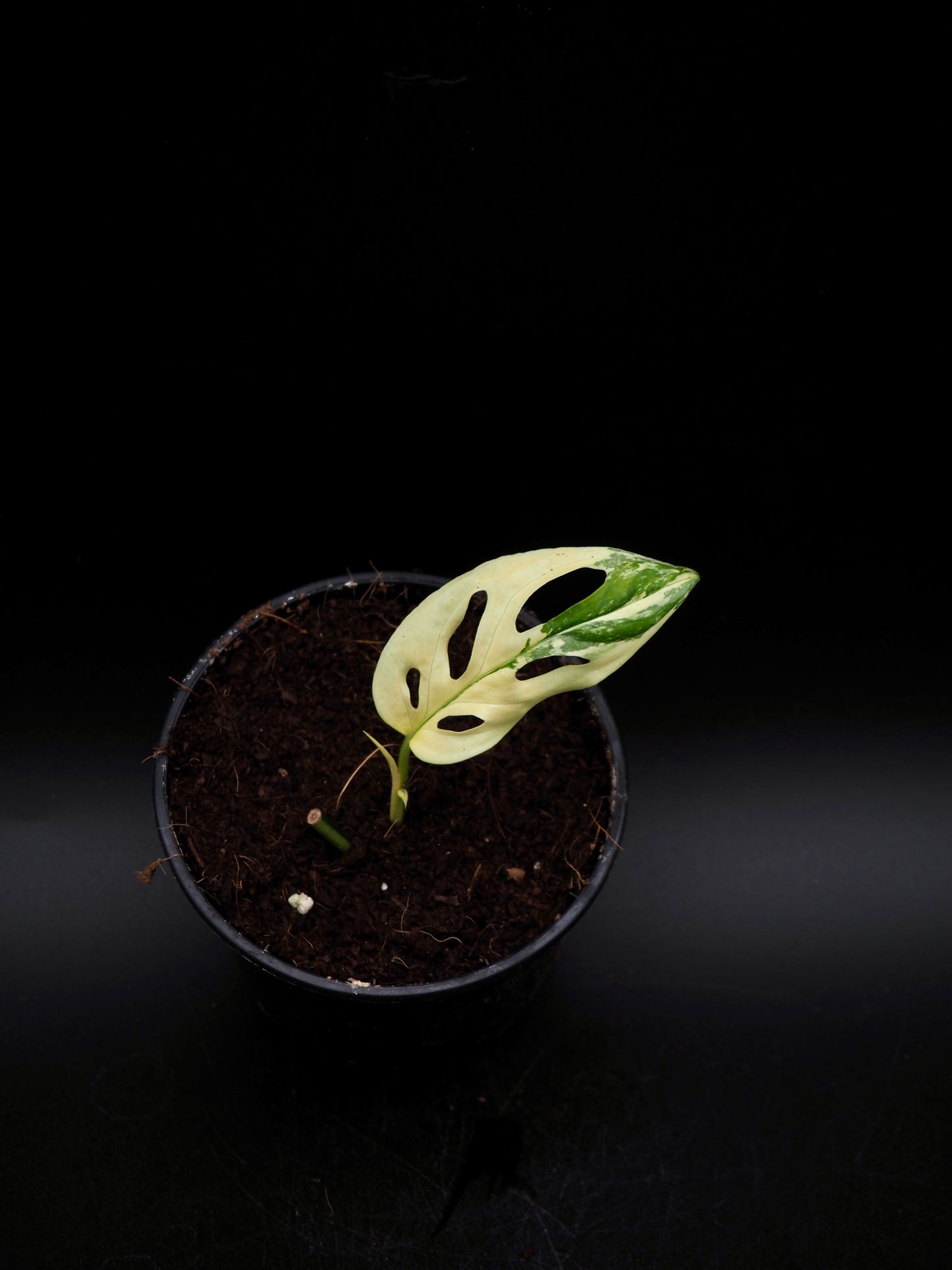 Monstera Laniata Variegata