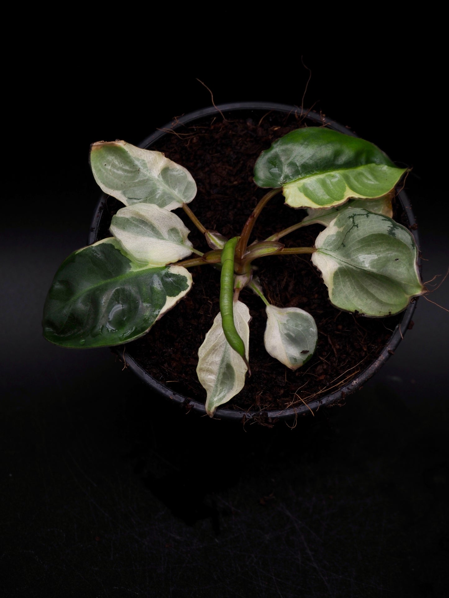 Philodendron Billietiae White Lava