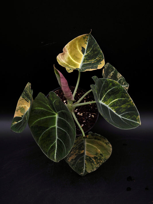 Alocasia Black Velvet Aurea