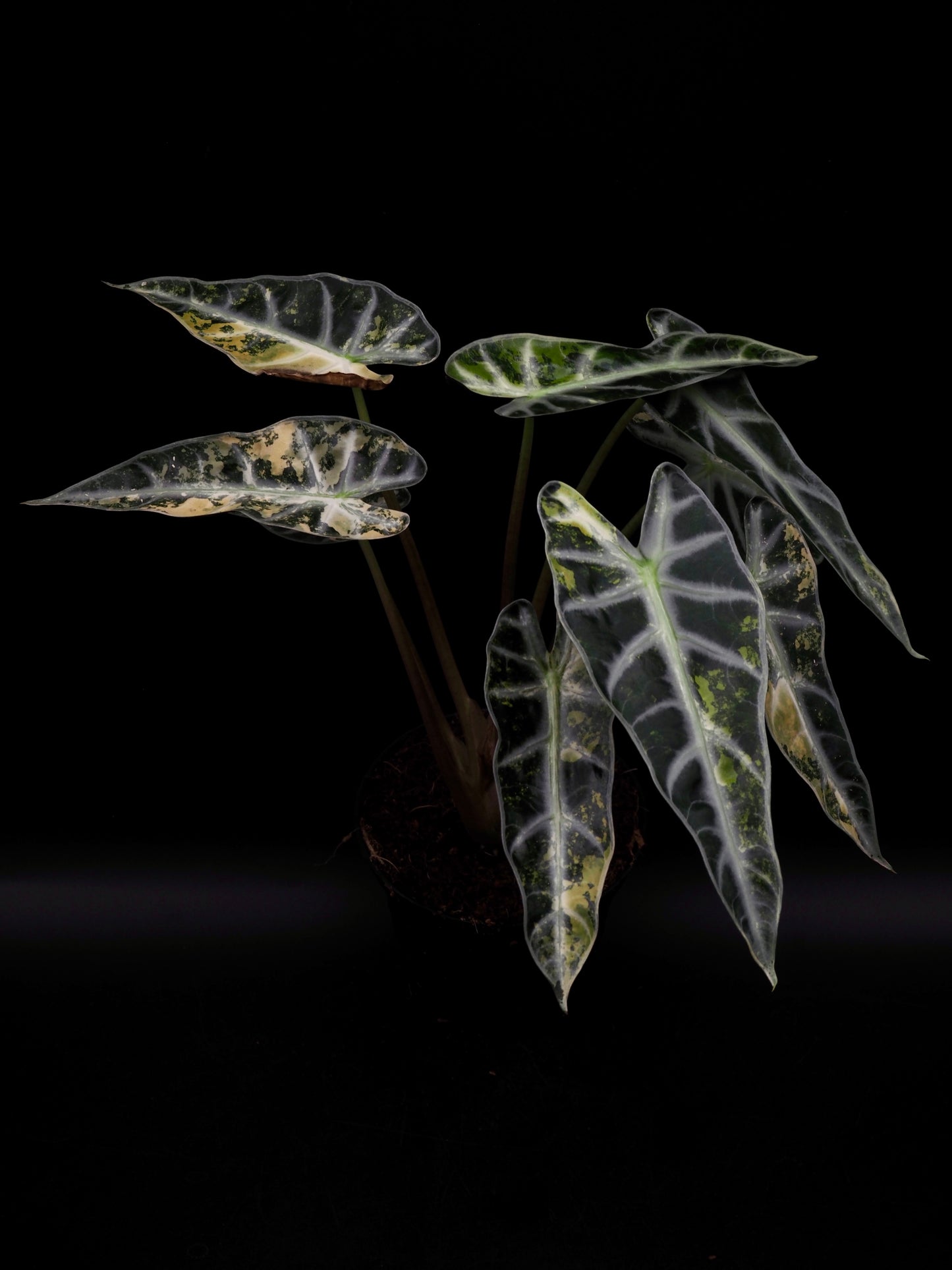 Alocasia Bambino Aurea XXL