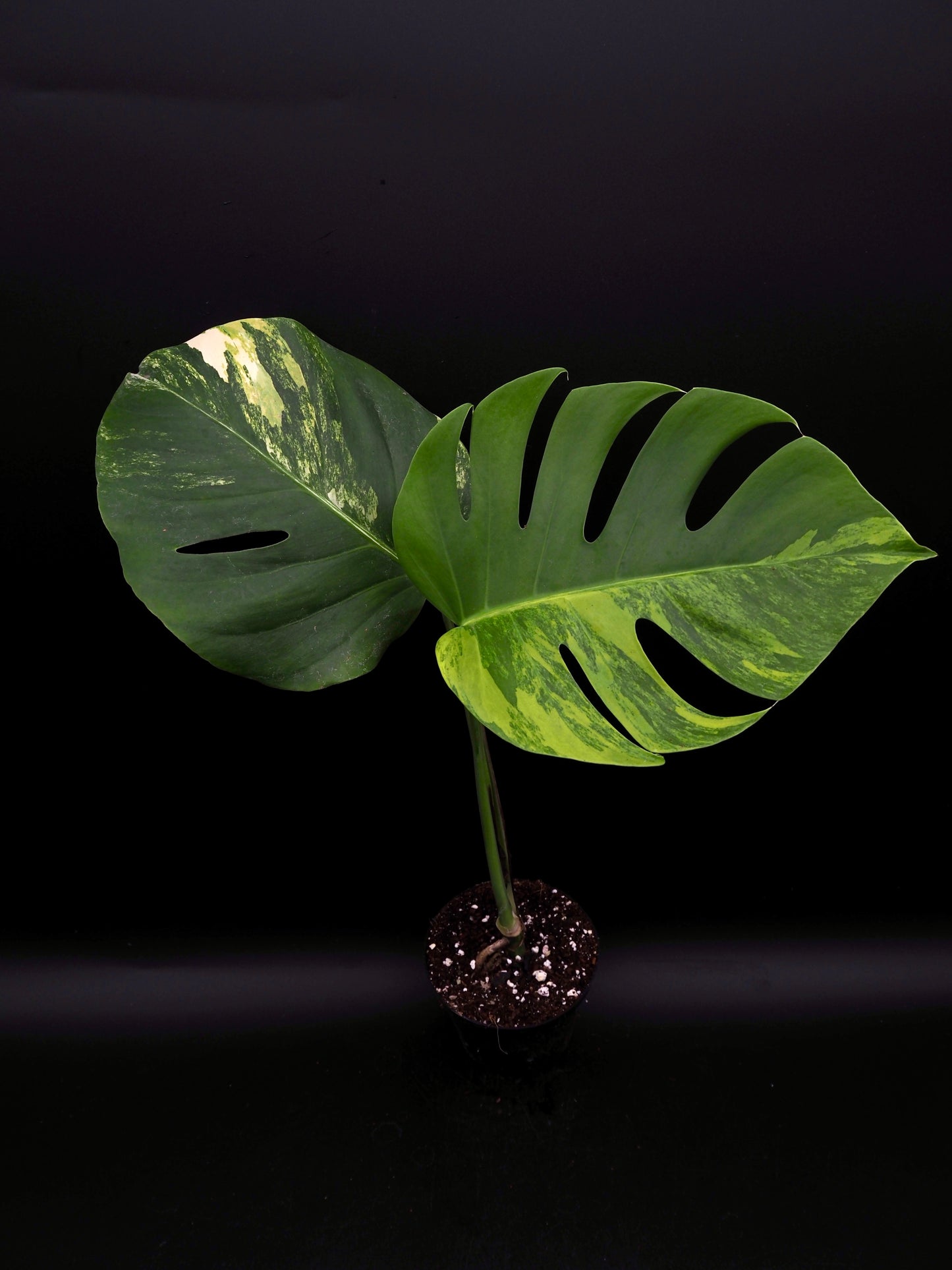 Monstera Borsigiana Aurea Variegata