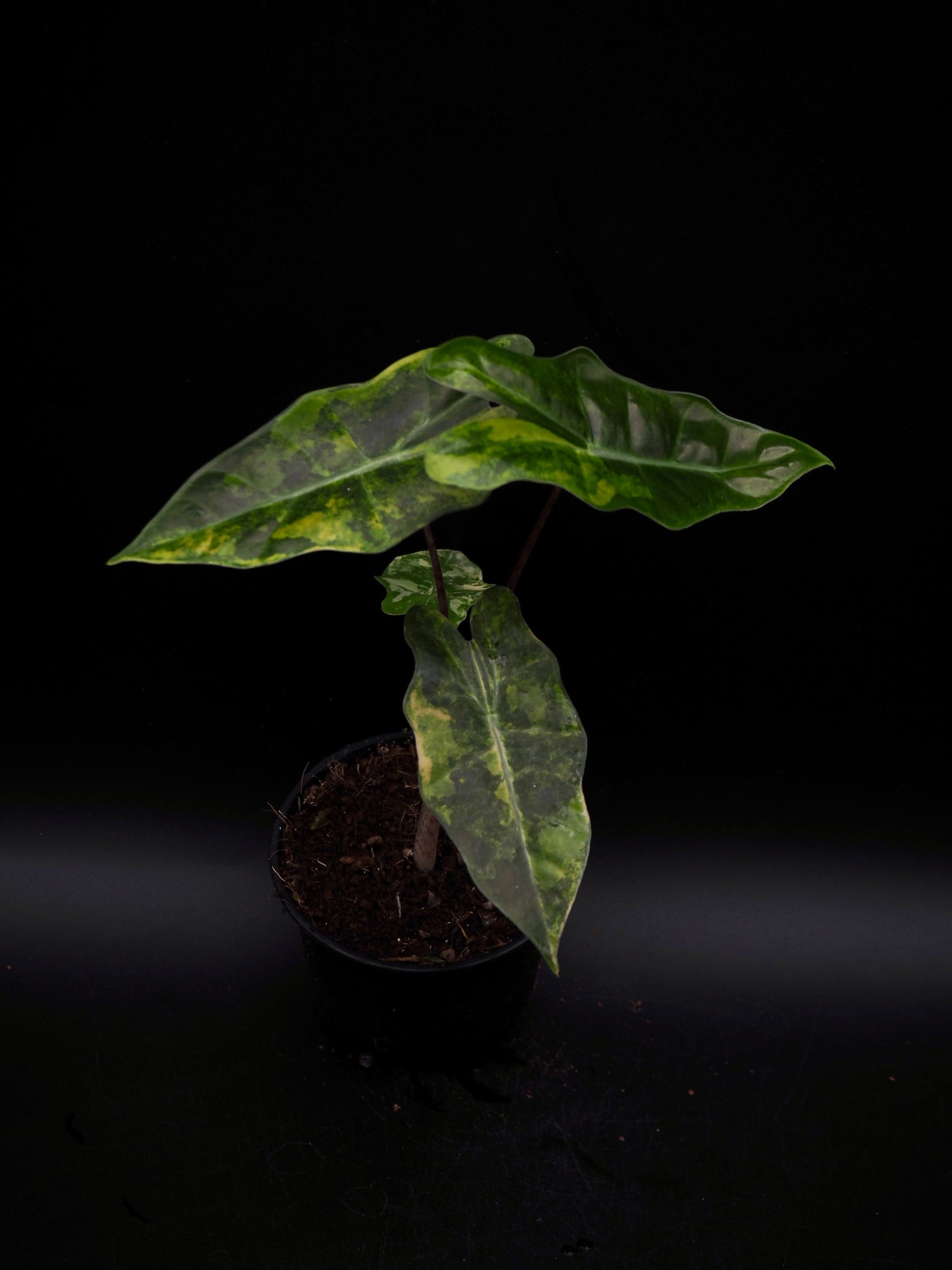 Alocasia Pseudo Sanderian Aurea Variegata
