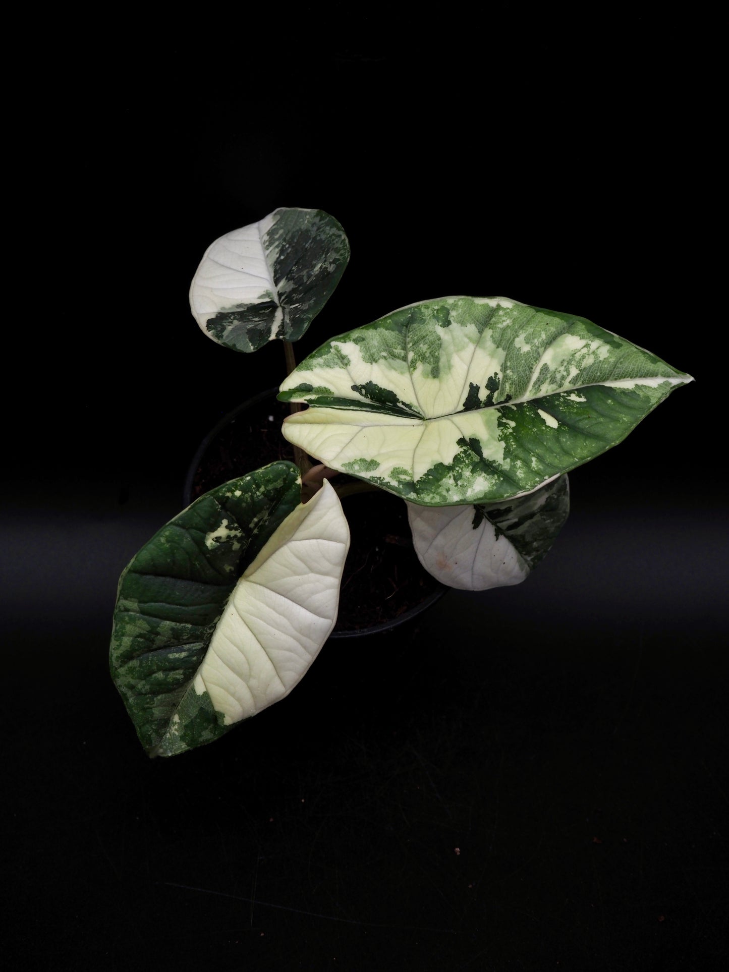 Alocasia Platinum Albo