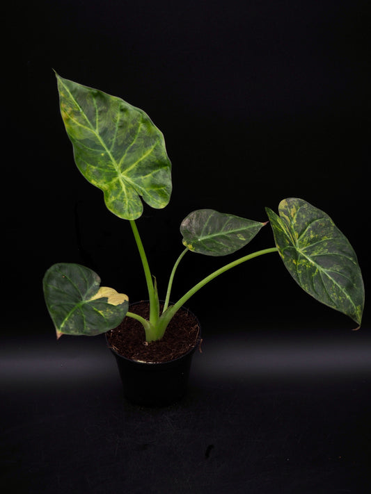 Alocasia Regal Shield Aurea