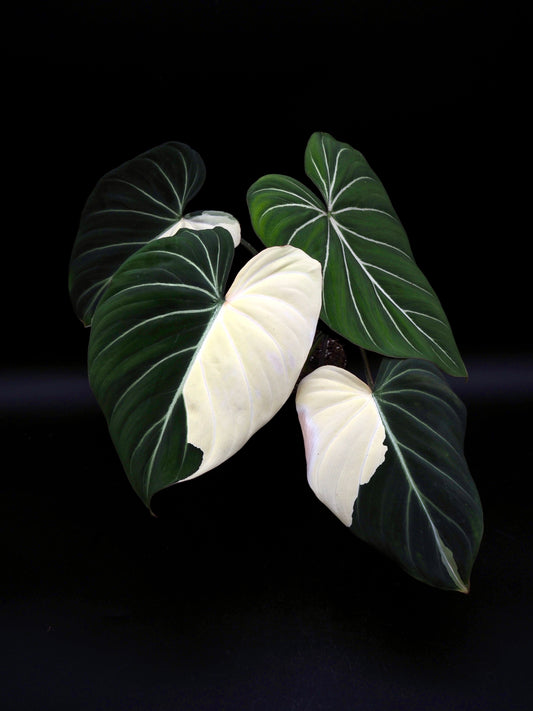 Philodendron Gloriosum Albo Variegata