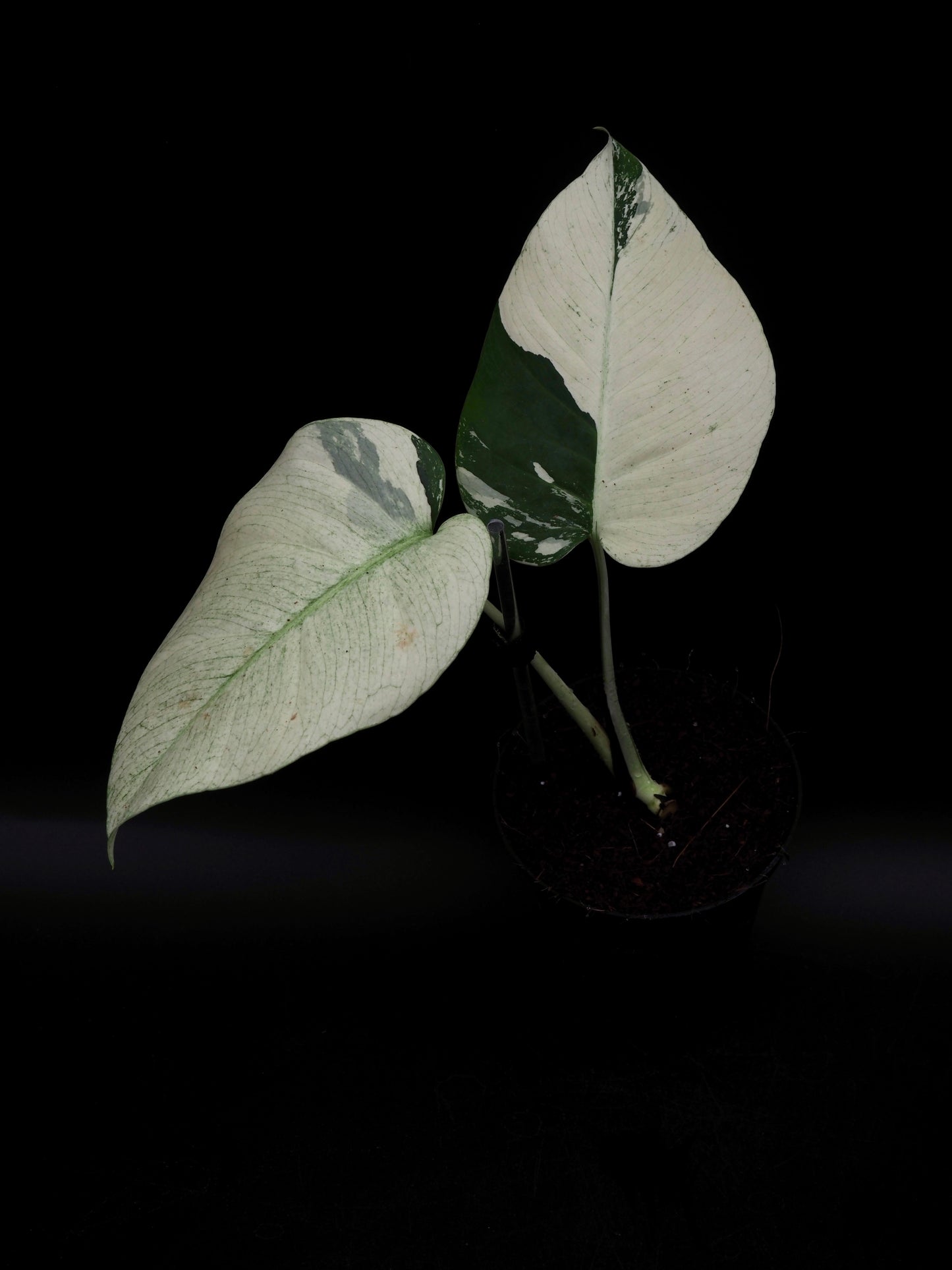 Monstera Deliciosa Jungle Mint