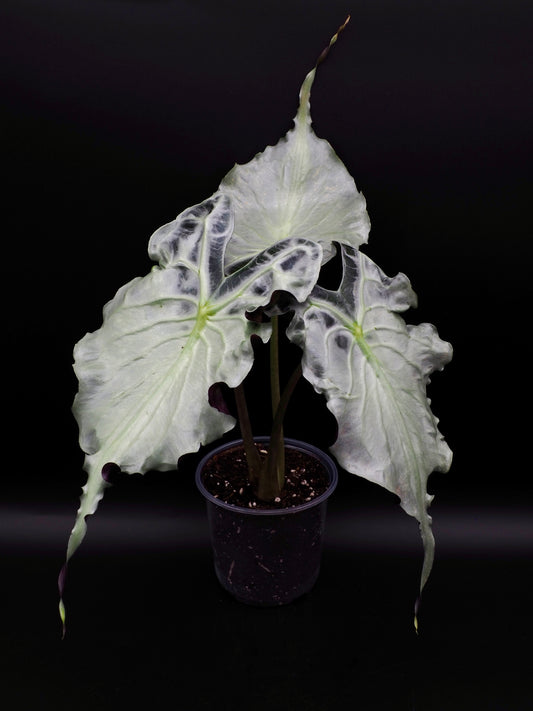Alocasia Venom
