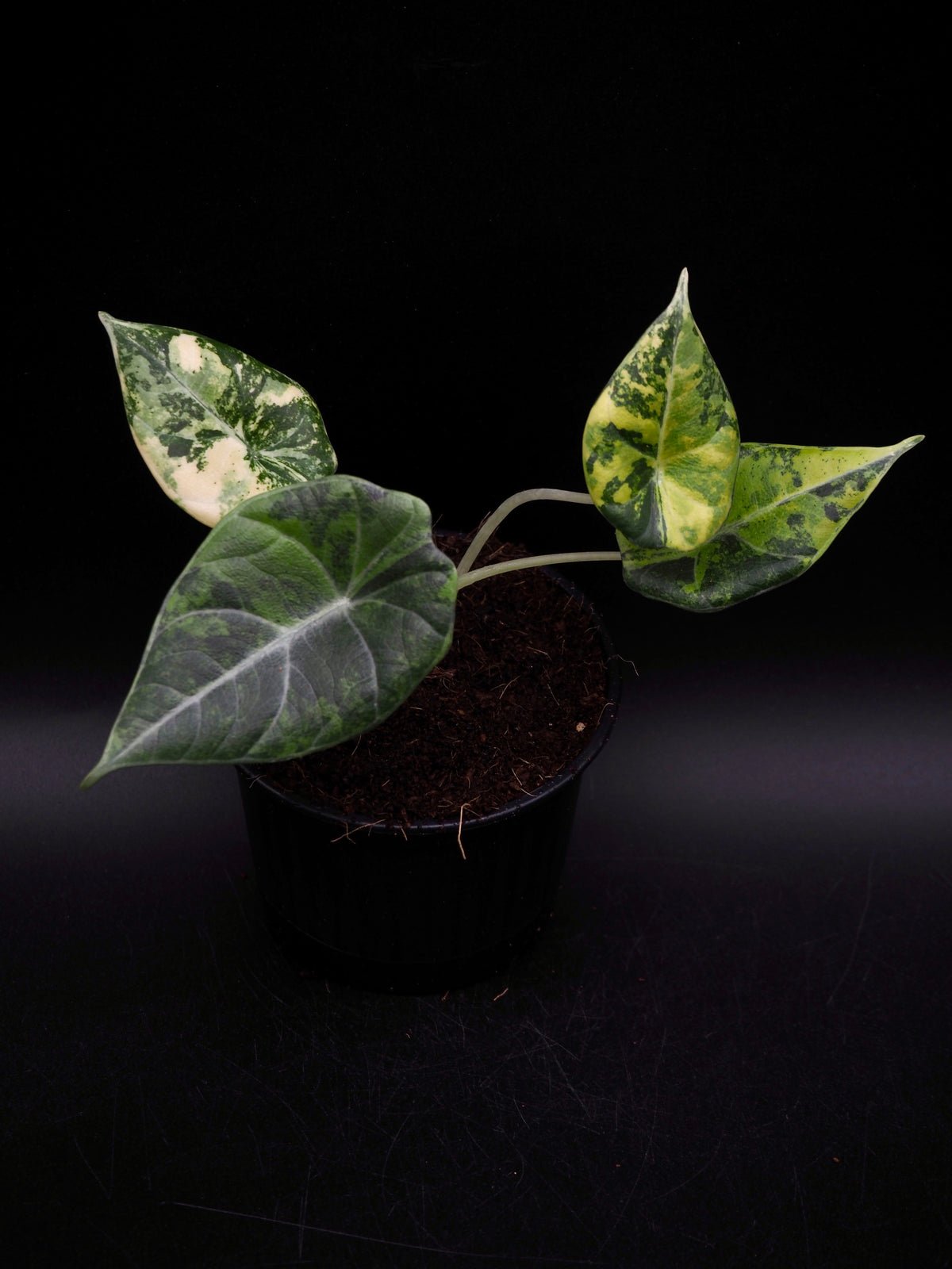 Alocasia Maharani Aurea