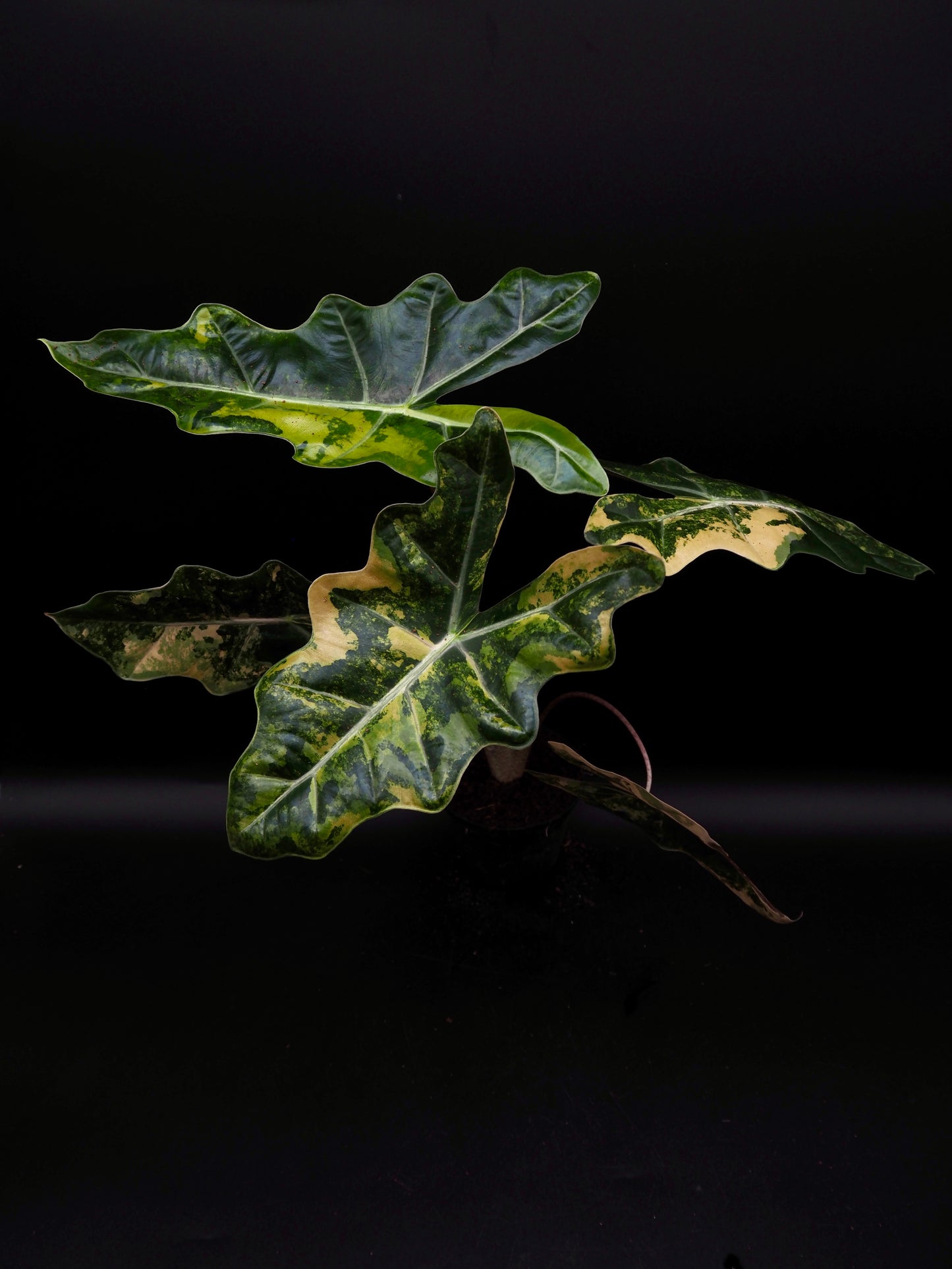 Alocasia Pseudo Sanderian Aurea