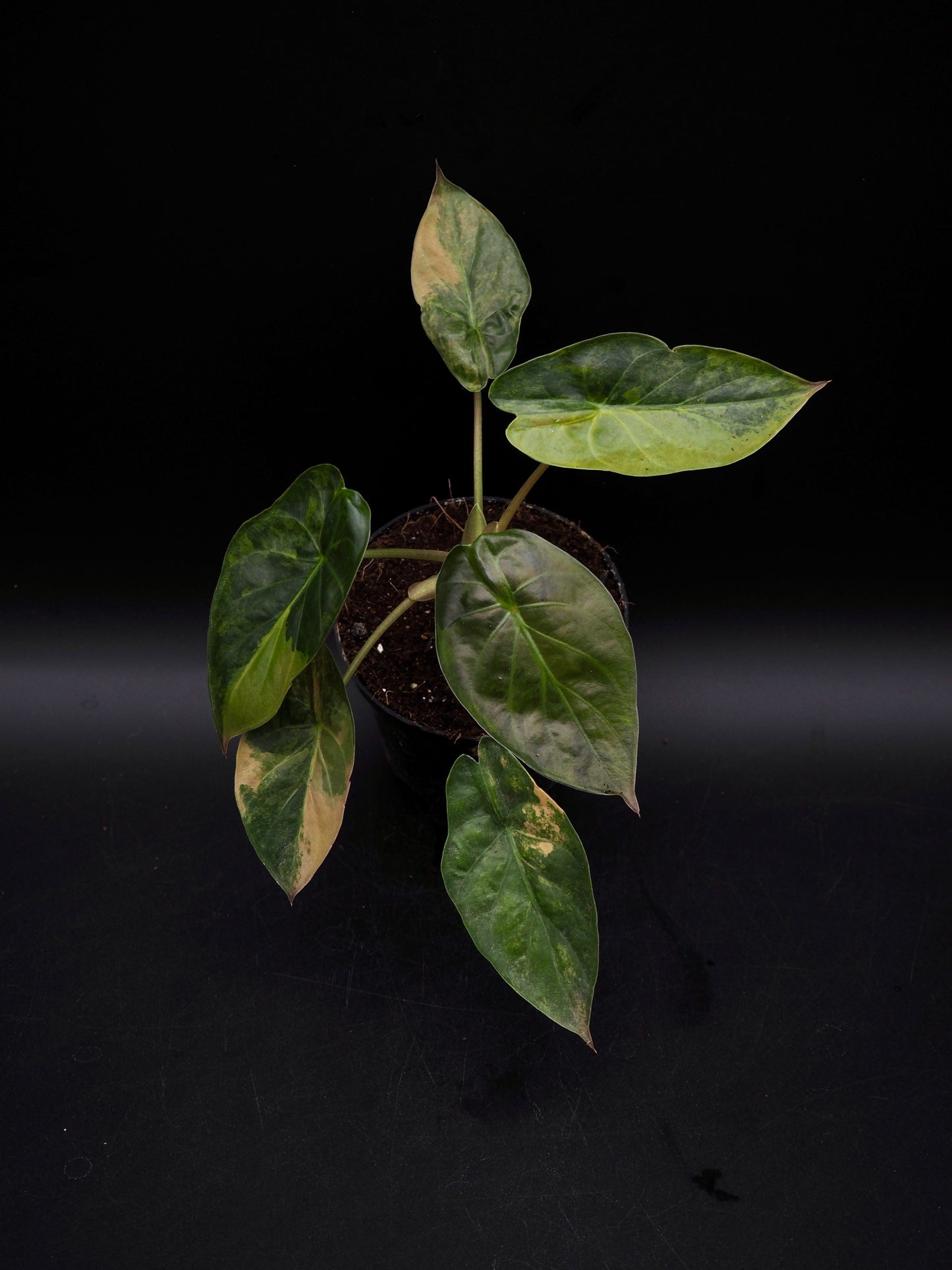 Alocasia Wentii Sunset Aurea