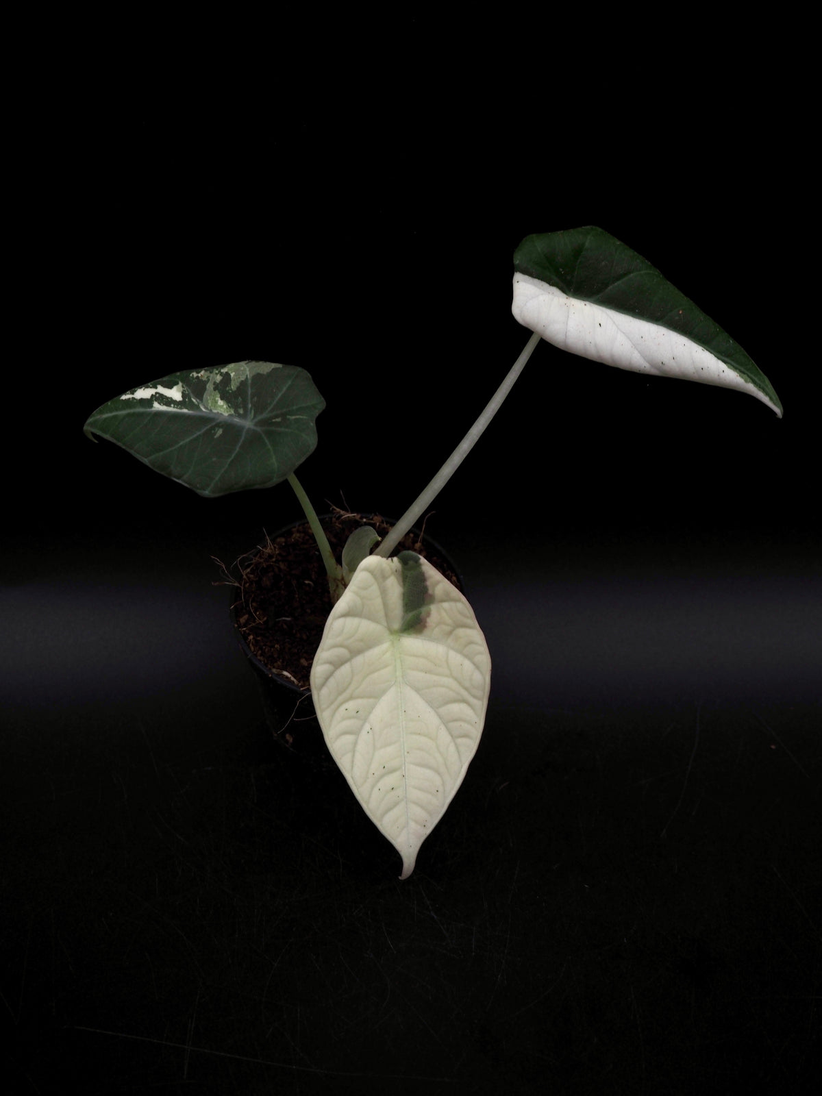 Alocasia Maharani Albo Variegata