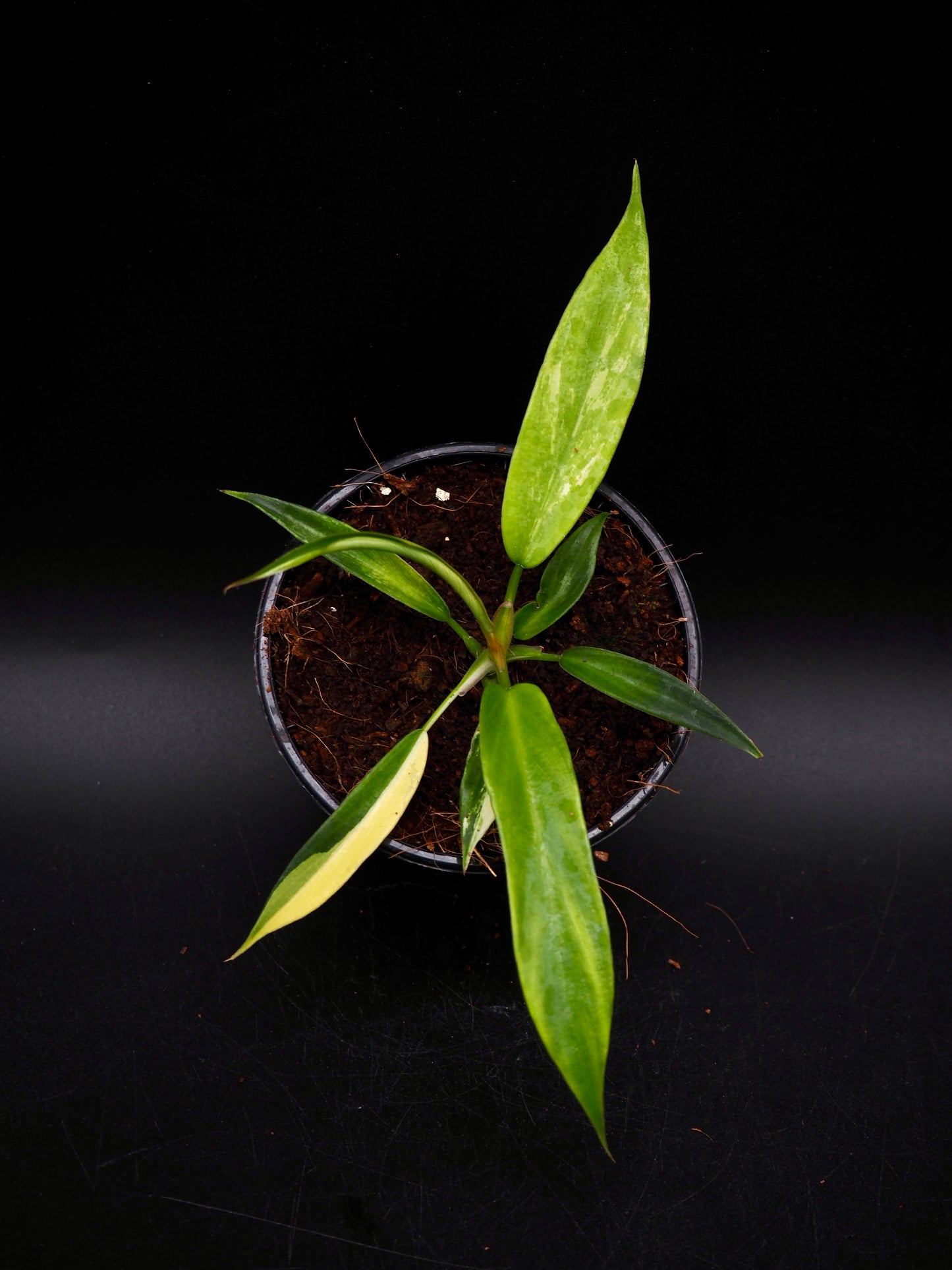 Philodendron Florida Beauty X Tortum