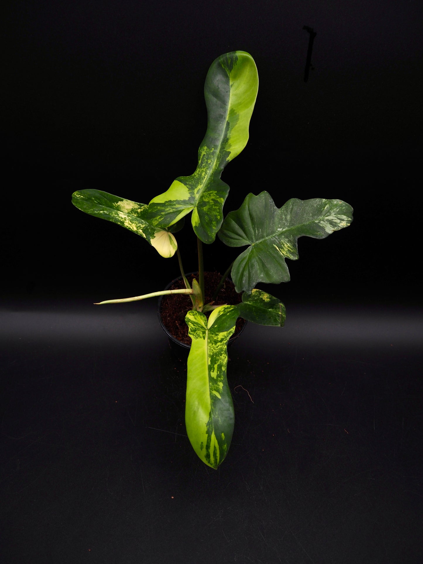 Philodendron Mayoi x Florida Beauty