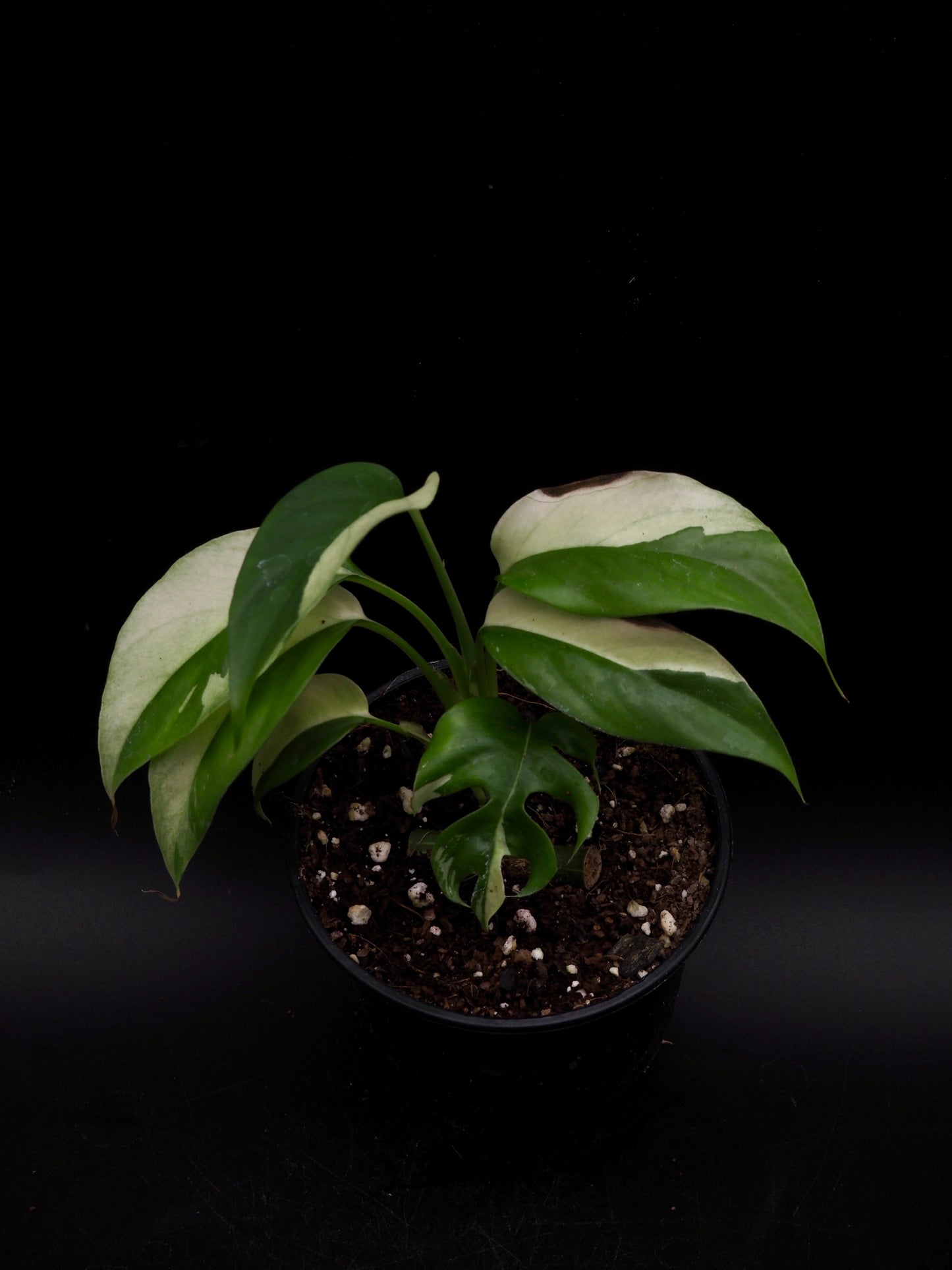 Rhaphidophora Tetrasperma Variegata