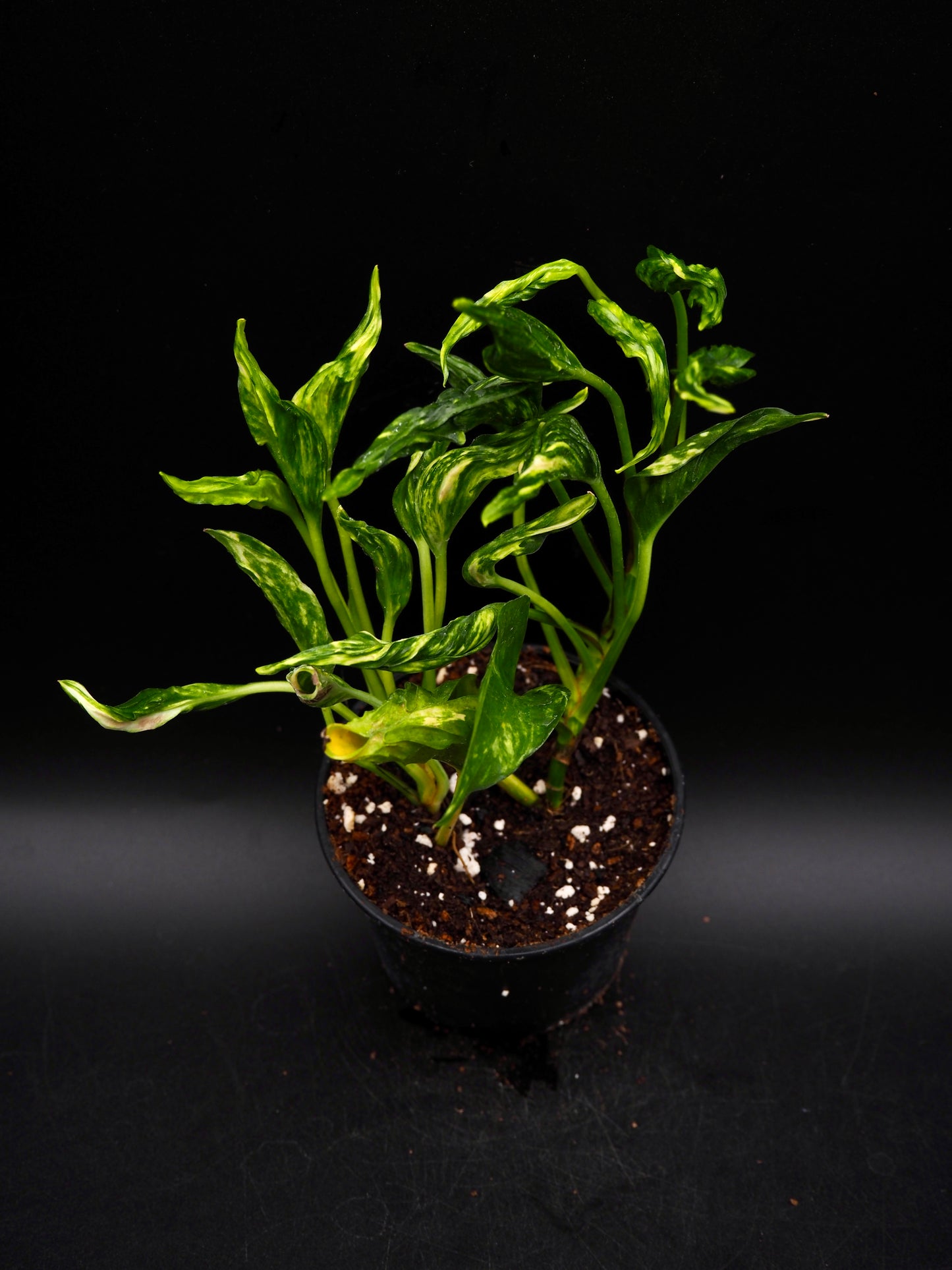 Epipremnum aureum Shangri La Variegata