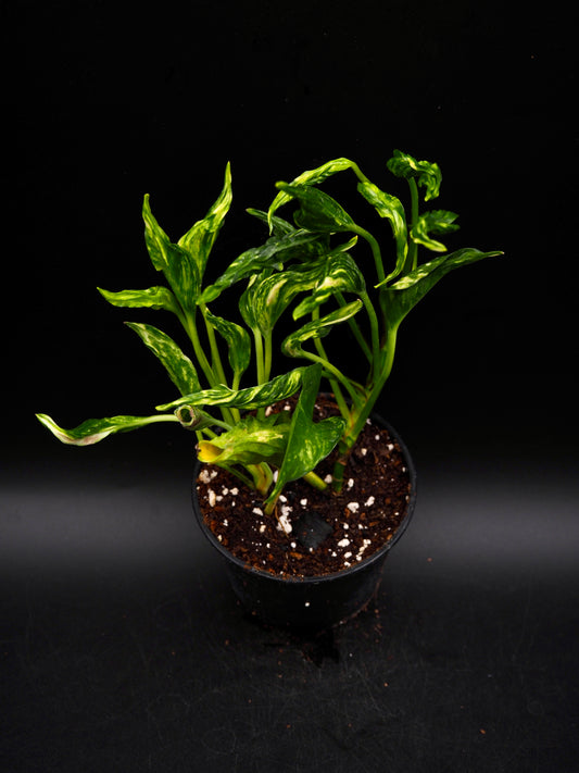 Epipremnum aureum Shangri La Variegata