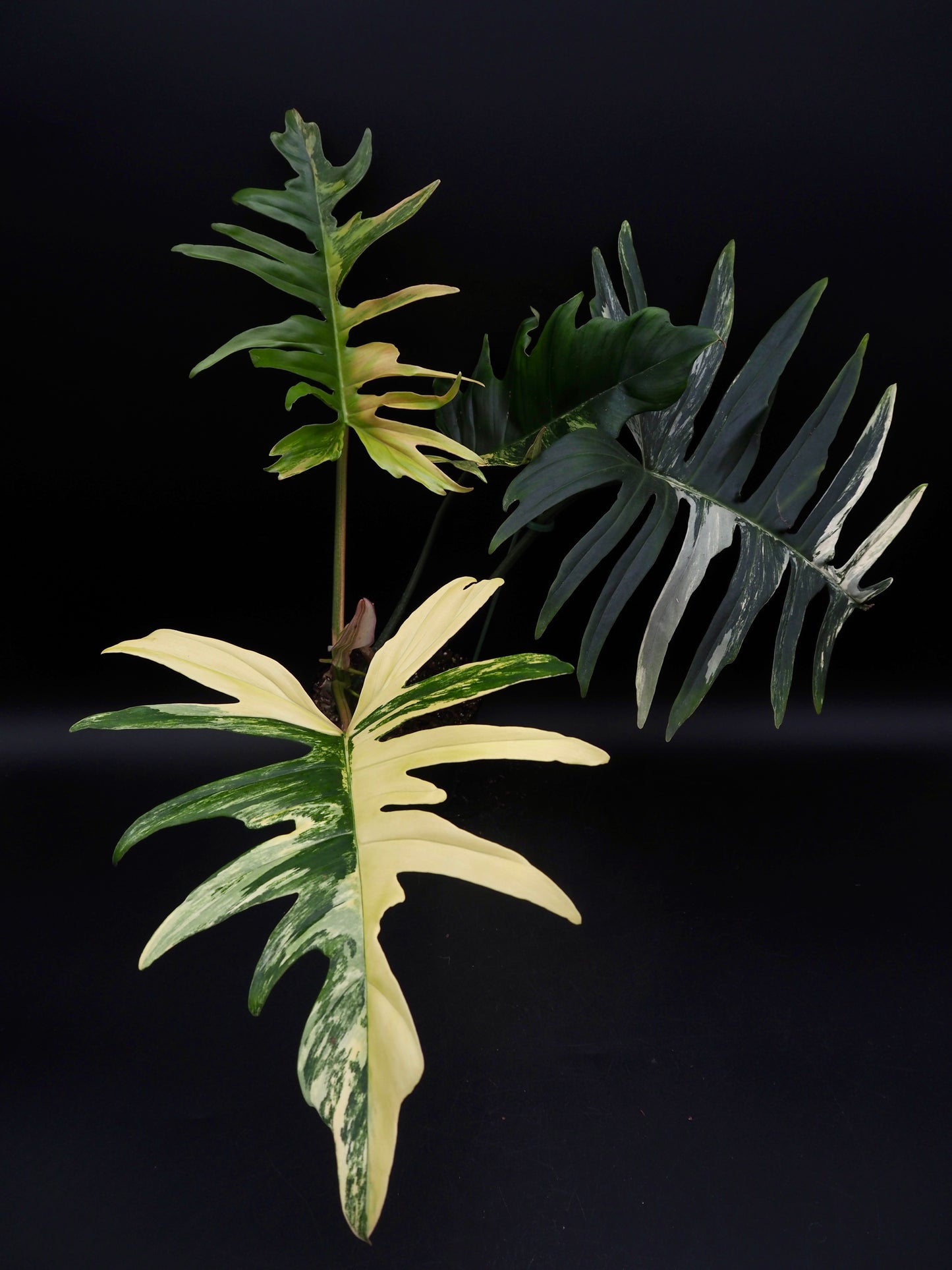 Philodendron Florida Beauty X Tortum