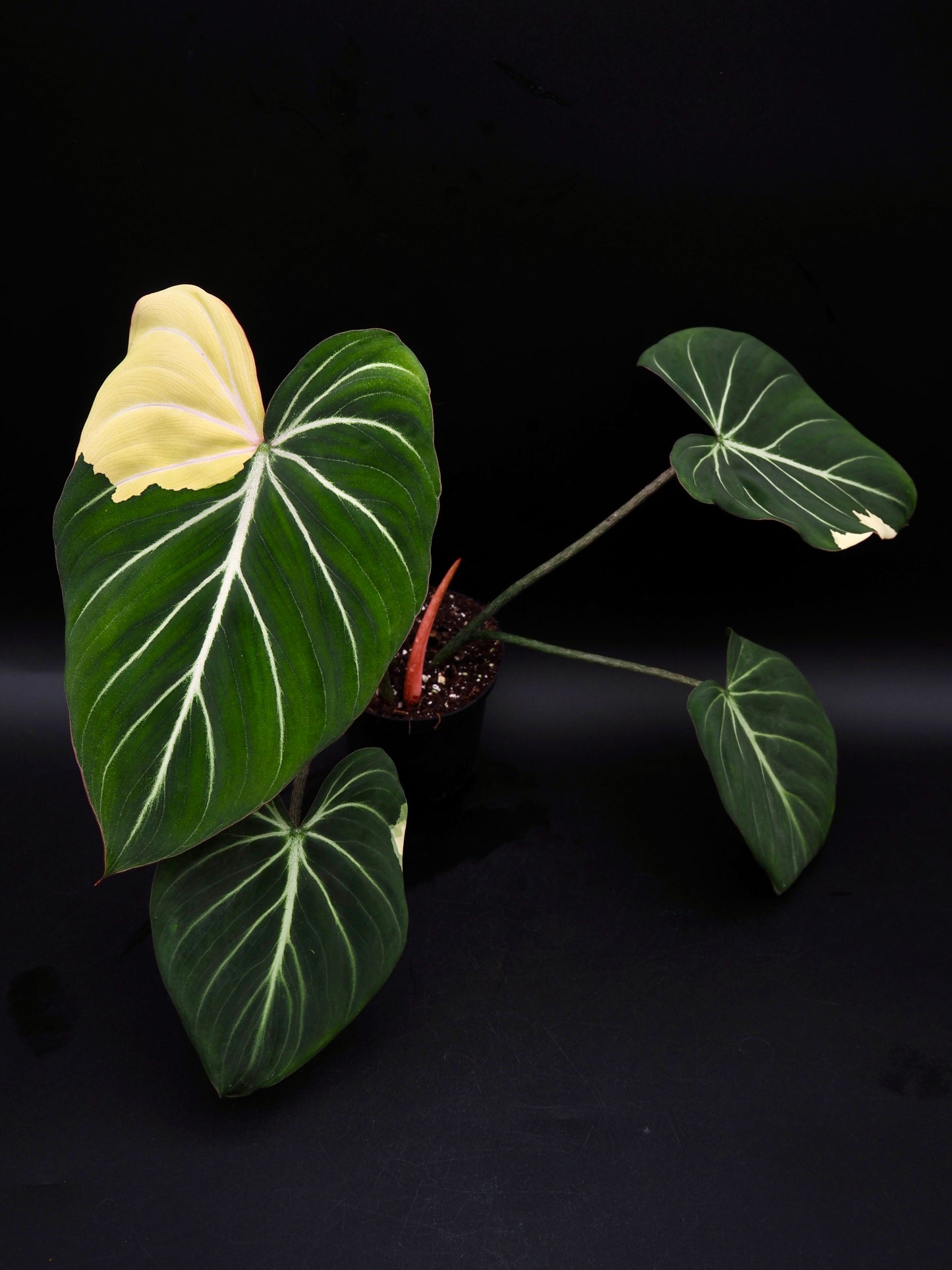 Philodendron Gloriosum Albo Variegata