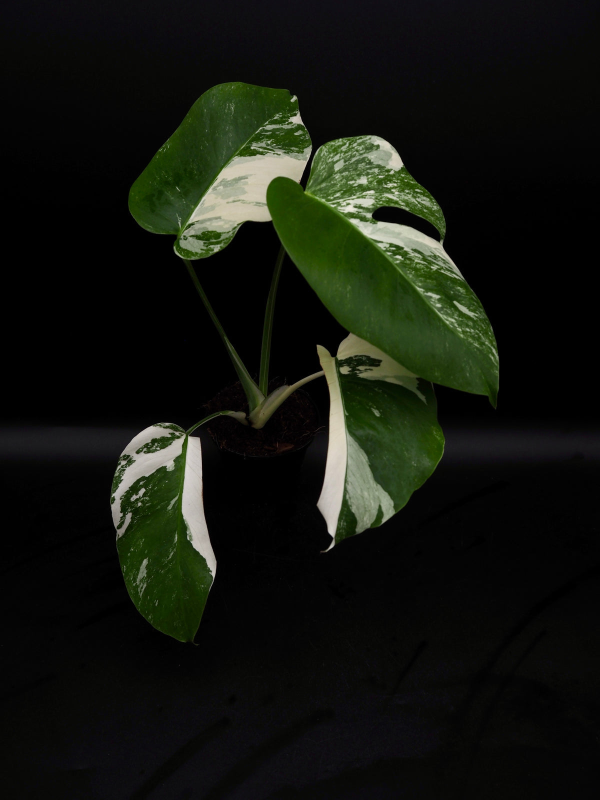 Monstera Borsigiana Albo Variegata