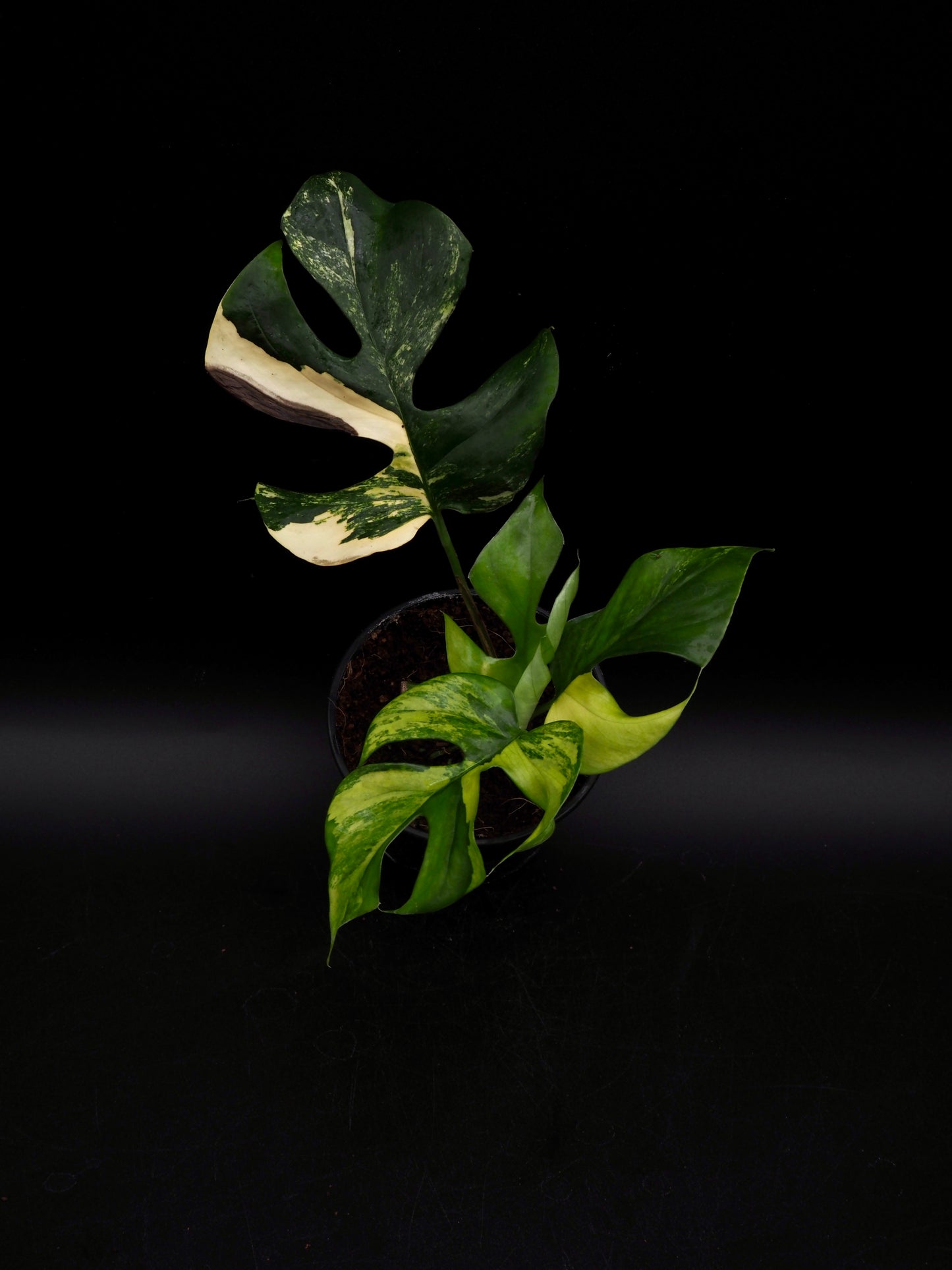 Rhaphidophora Tetrasperma Aurea Variegata