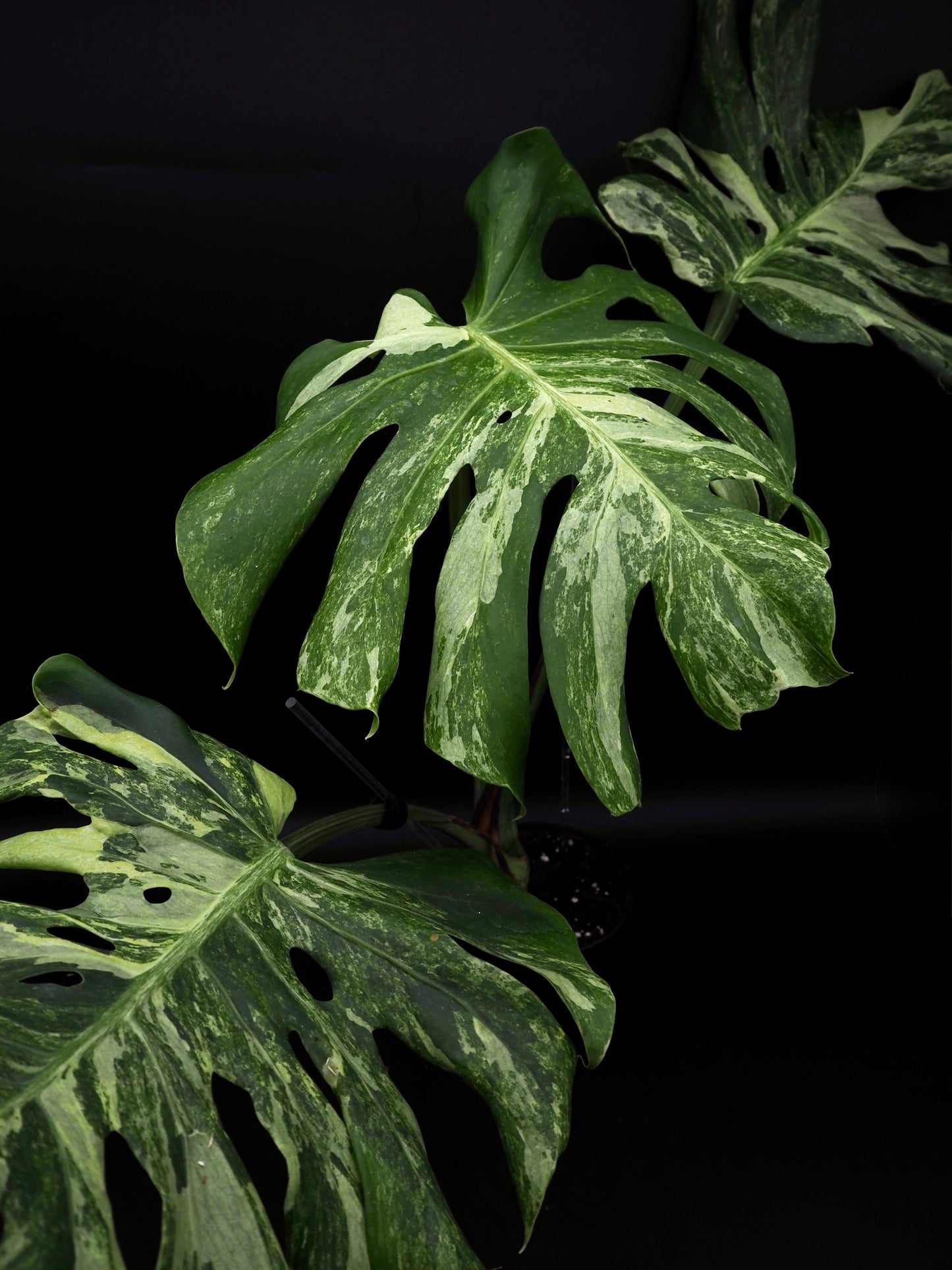 Monstera Masterpeace