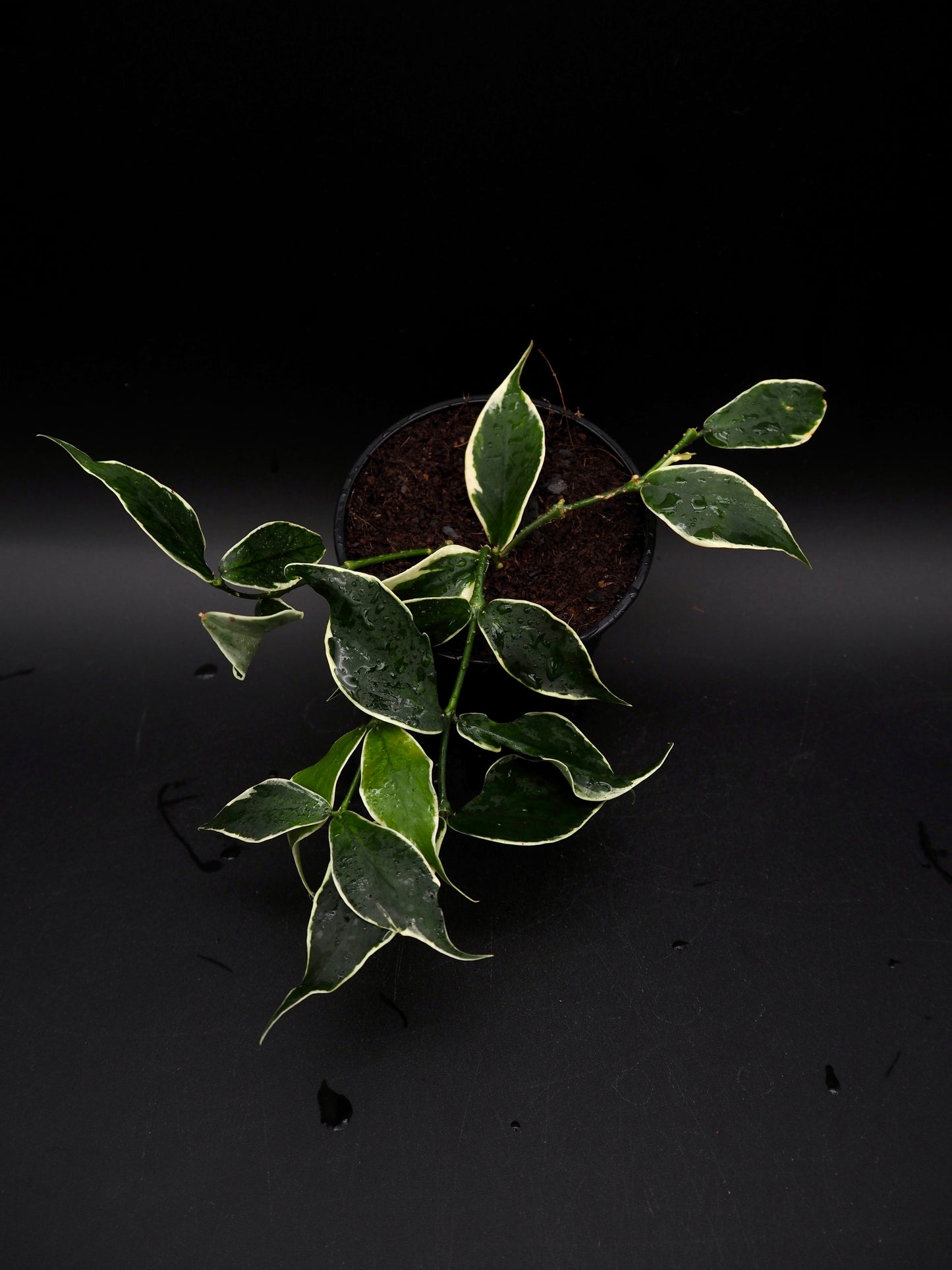 Hoya Polyneura Variegata