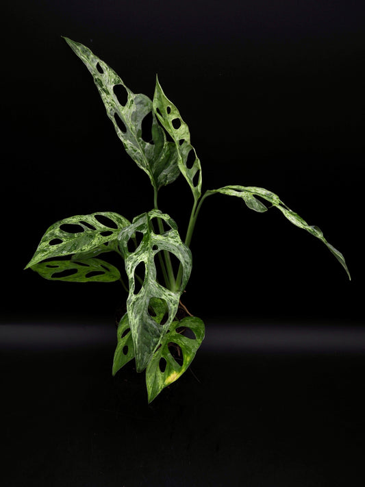Monstera Adansonii Marbre indonésien