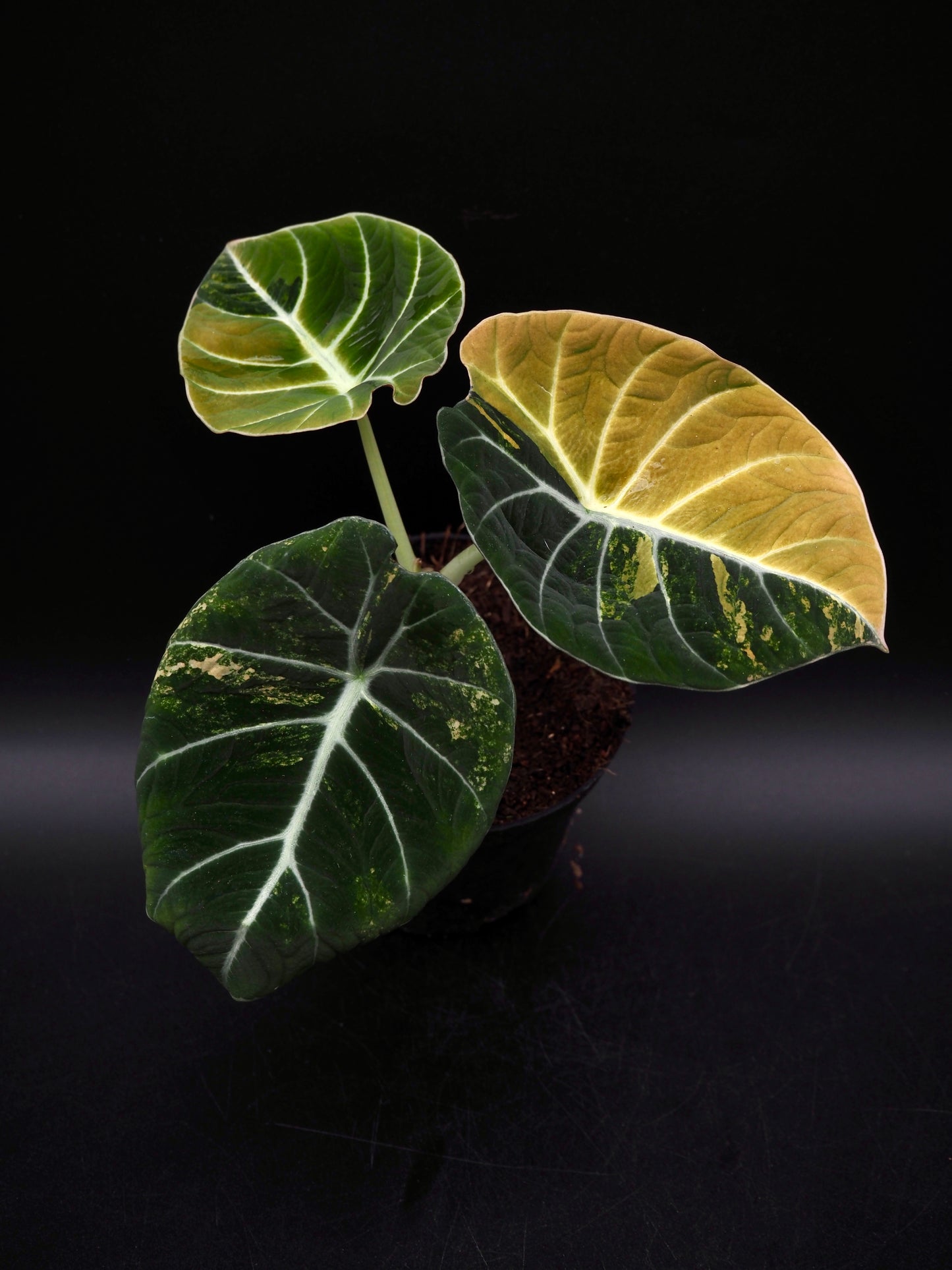 Alocasia Black Velvet Gold