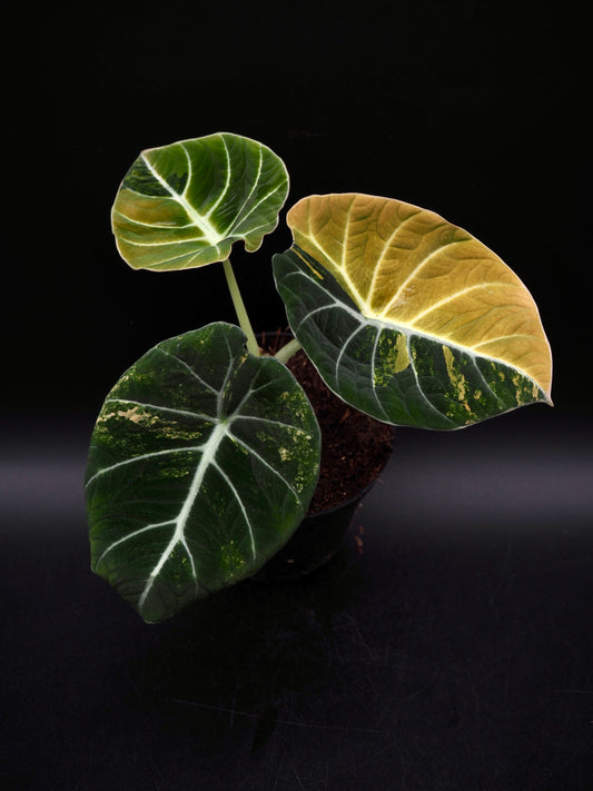 Alocasia Black Velvet Gold