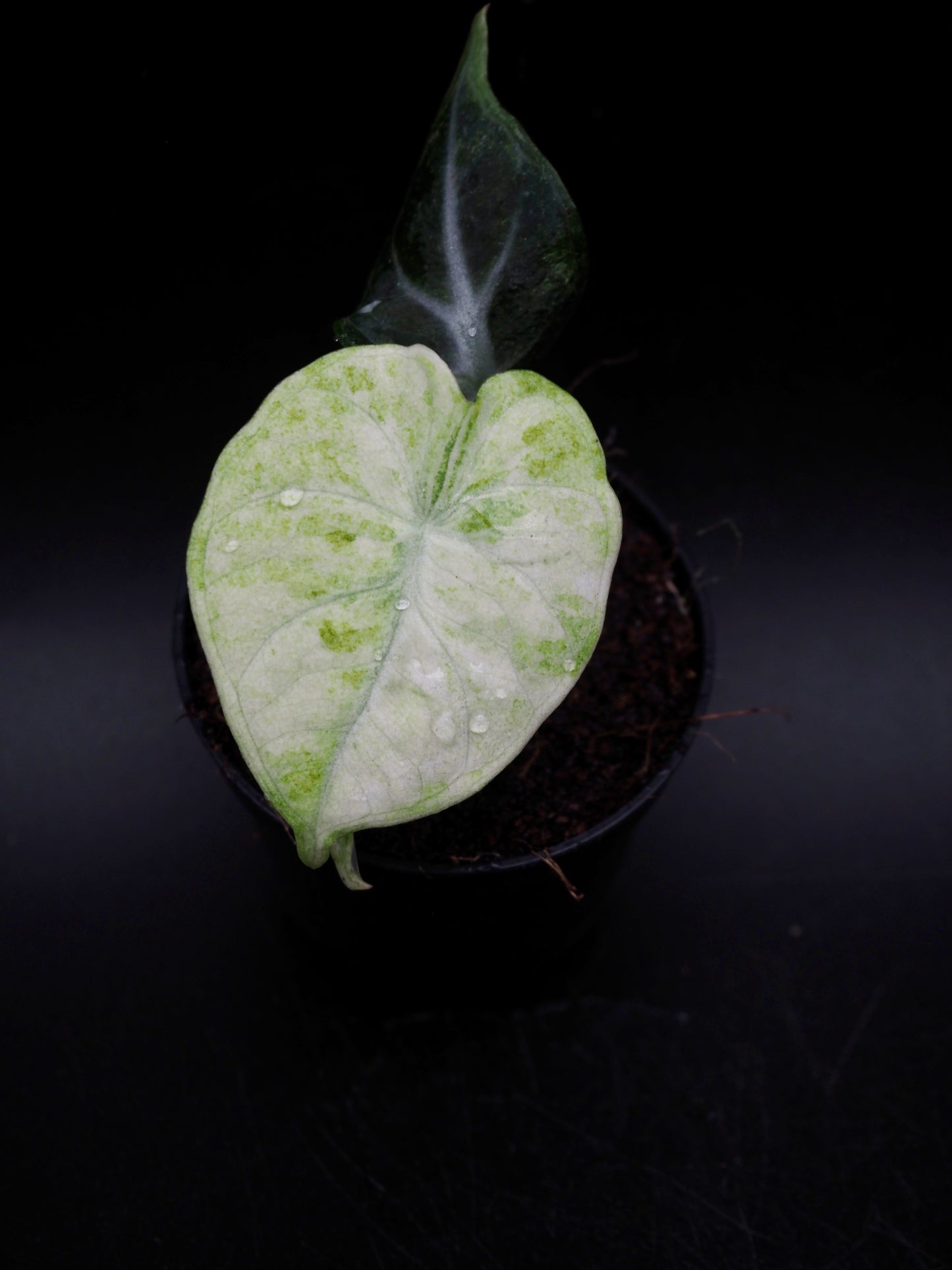 Alocasia Ninja Tricolor