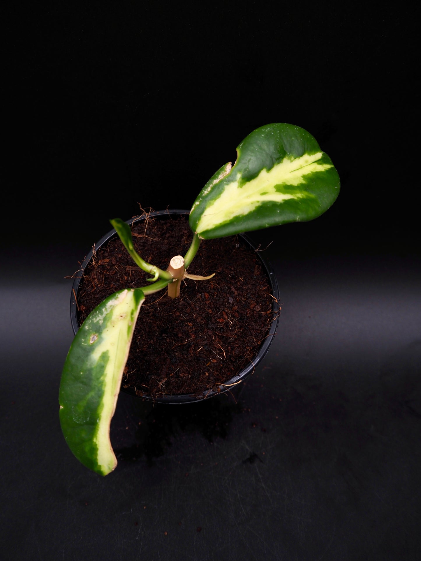 Hoya Maharani Variegata