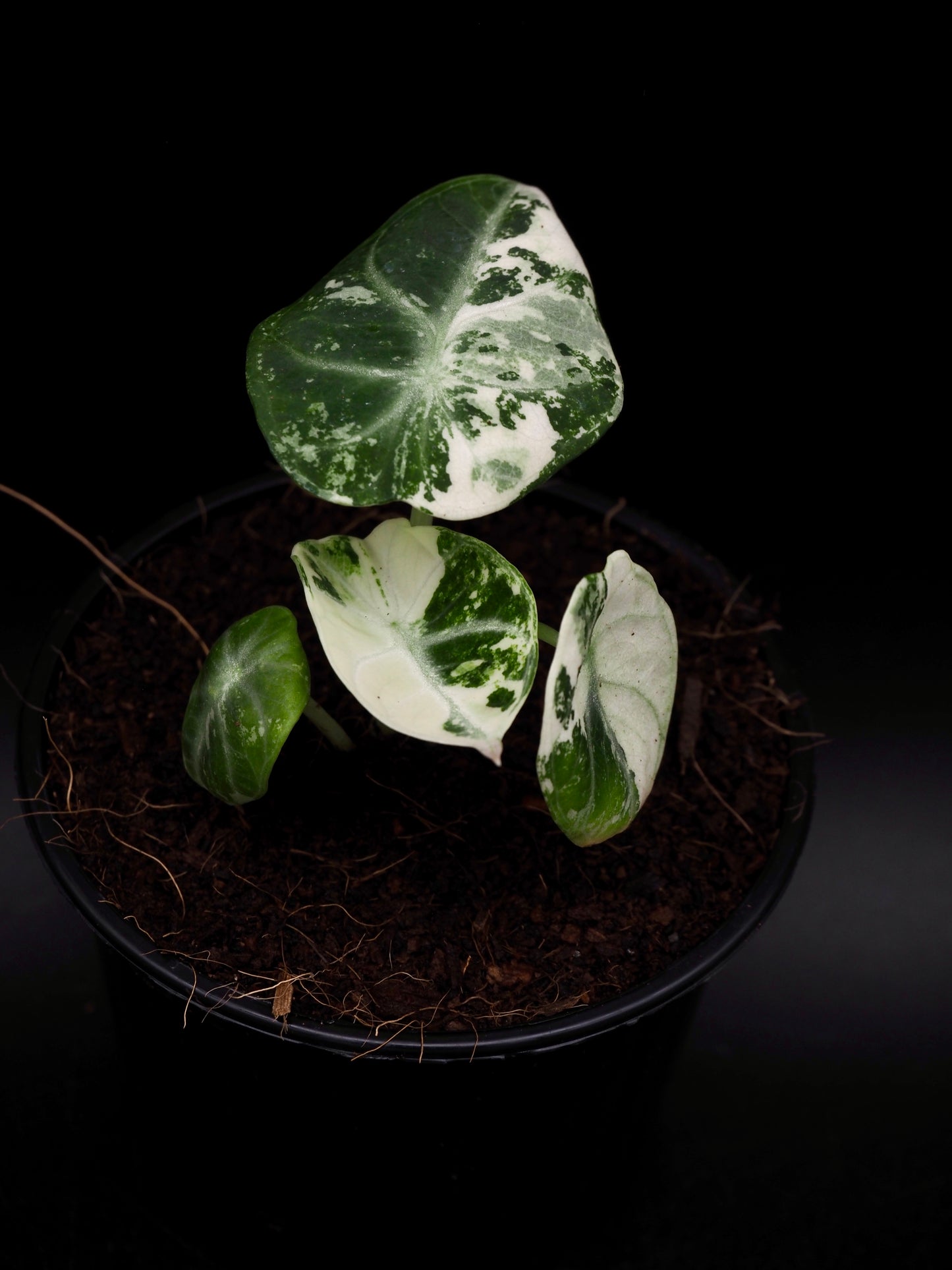 Alocasia Ninja Albo