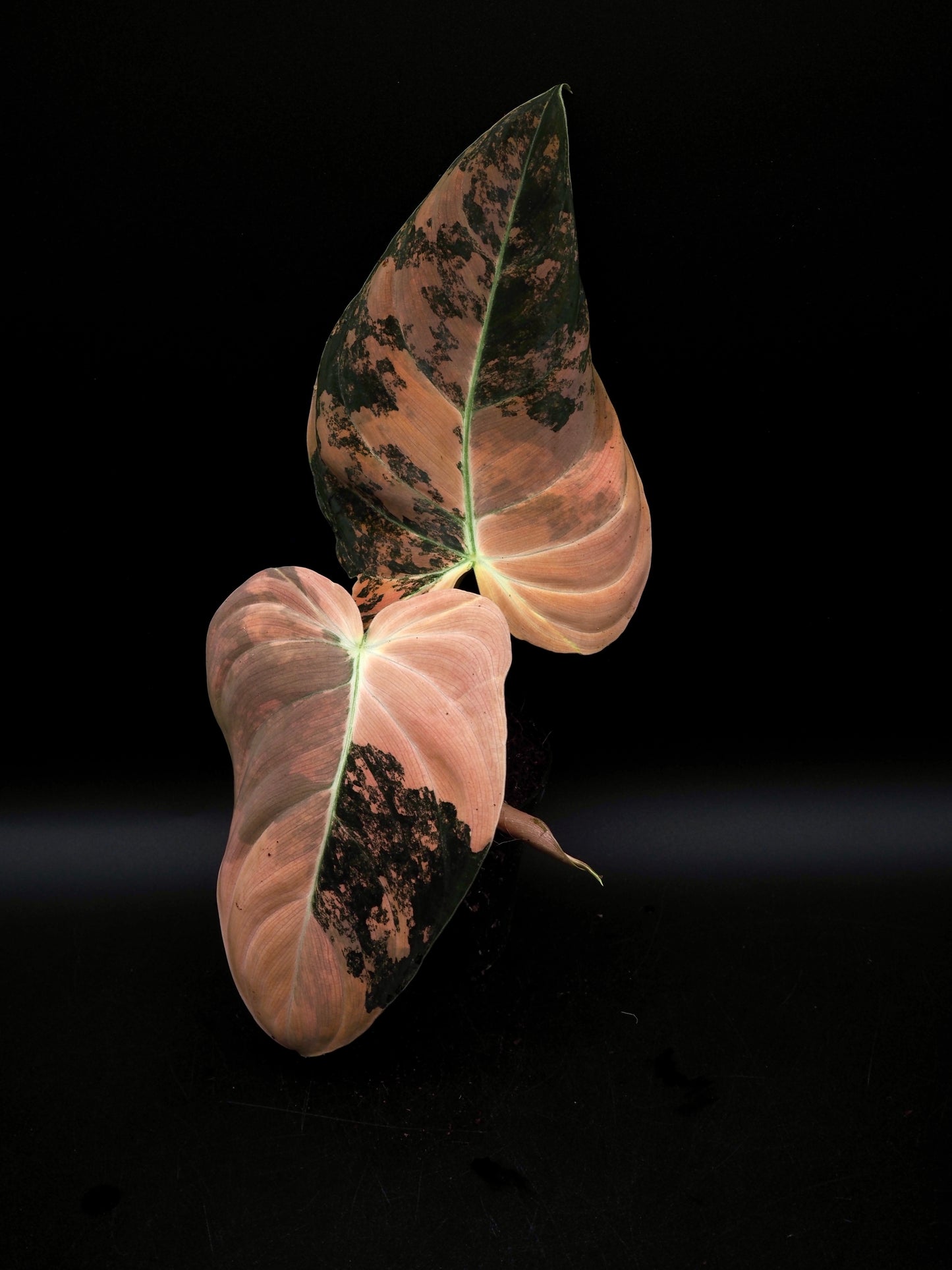 Philodendron Melanochrysum Bonfire