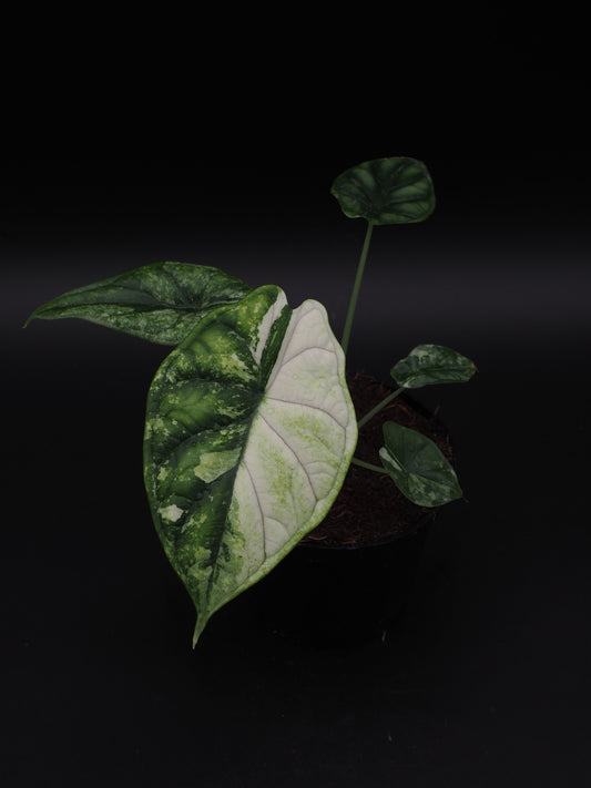 Écaille de dragon Alocasia Albo Variegata