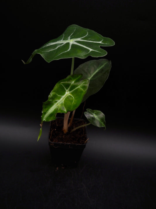 Alocasia Venom S