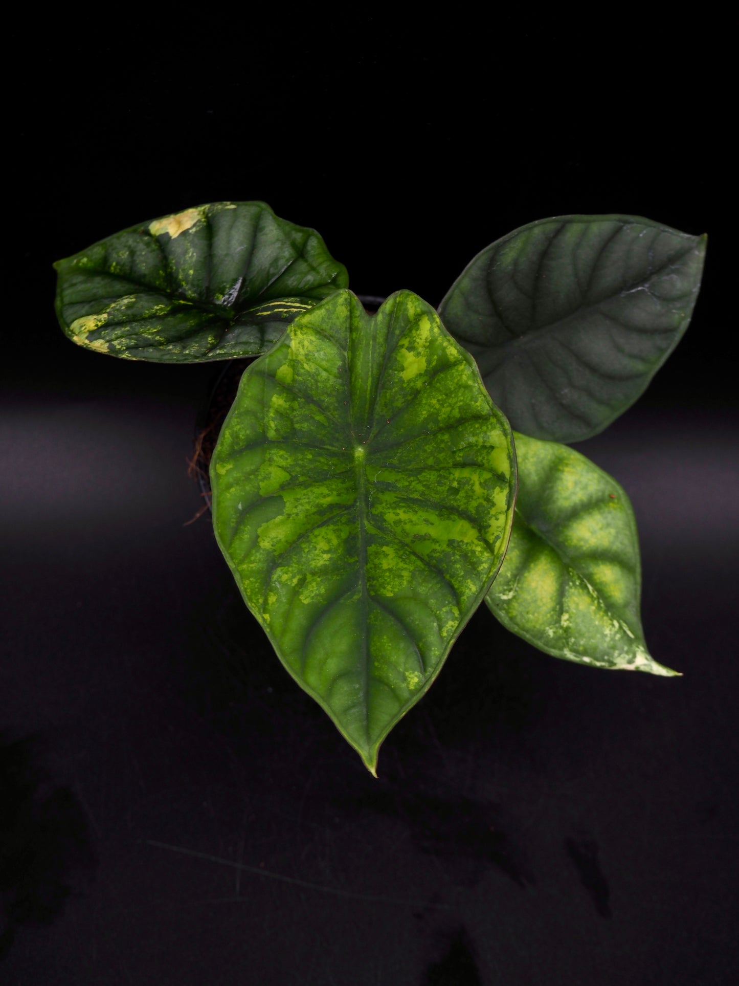 Alocasia Nebula Aurea