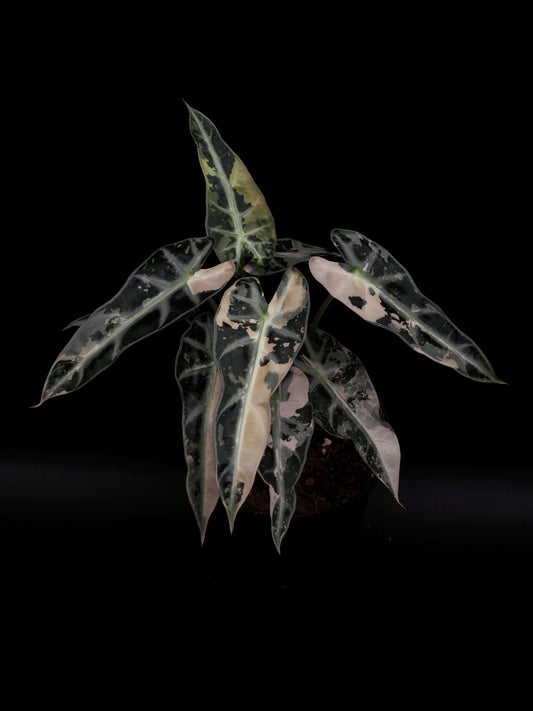 Alocasia Bambino Pink XXL