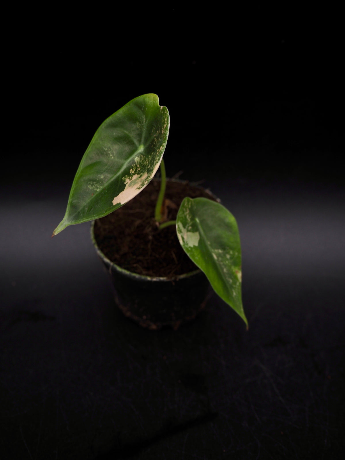 Alocasia Sedenii Aurea