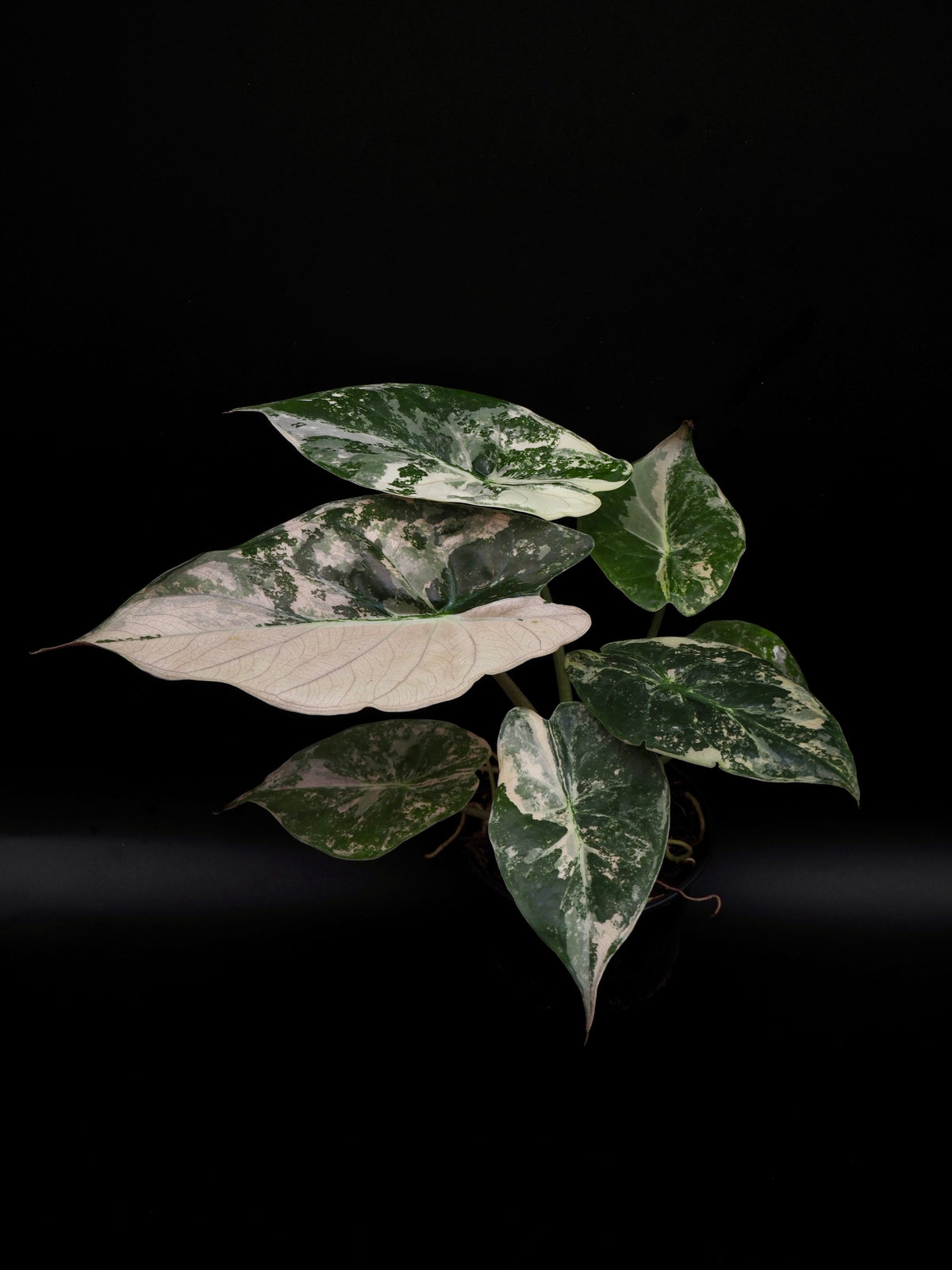 Alocasia Wentii Albo/Pink