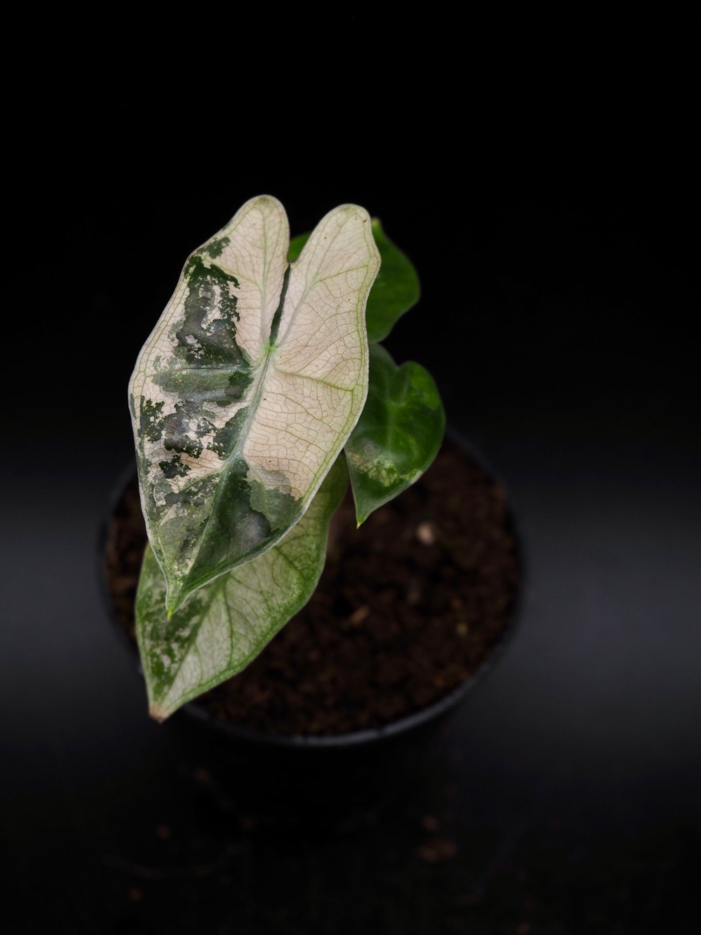 Alocasia Pseudo Sanderiana Pink
