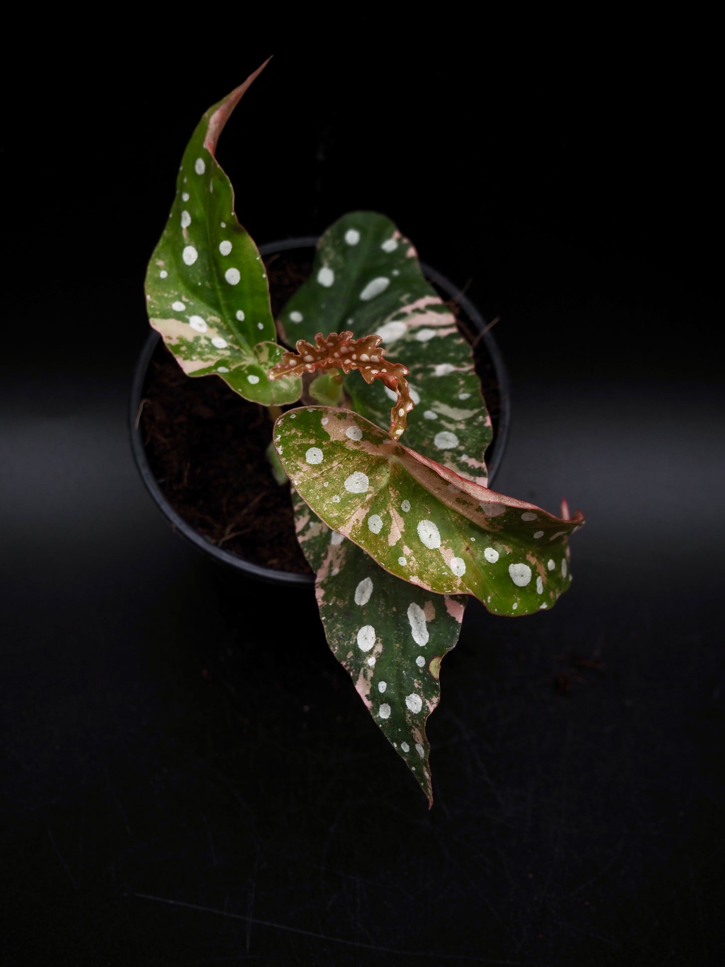 Begonia Maculata Pink Variegata