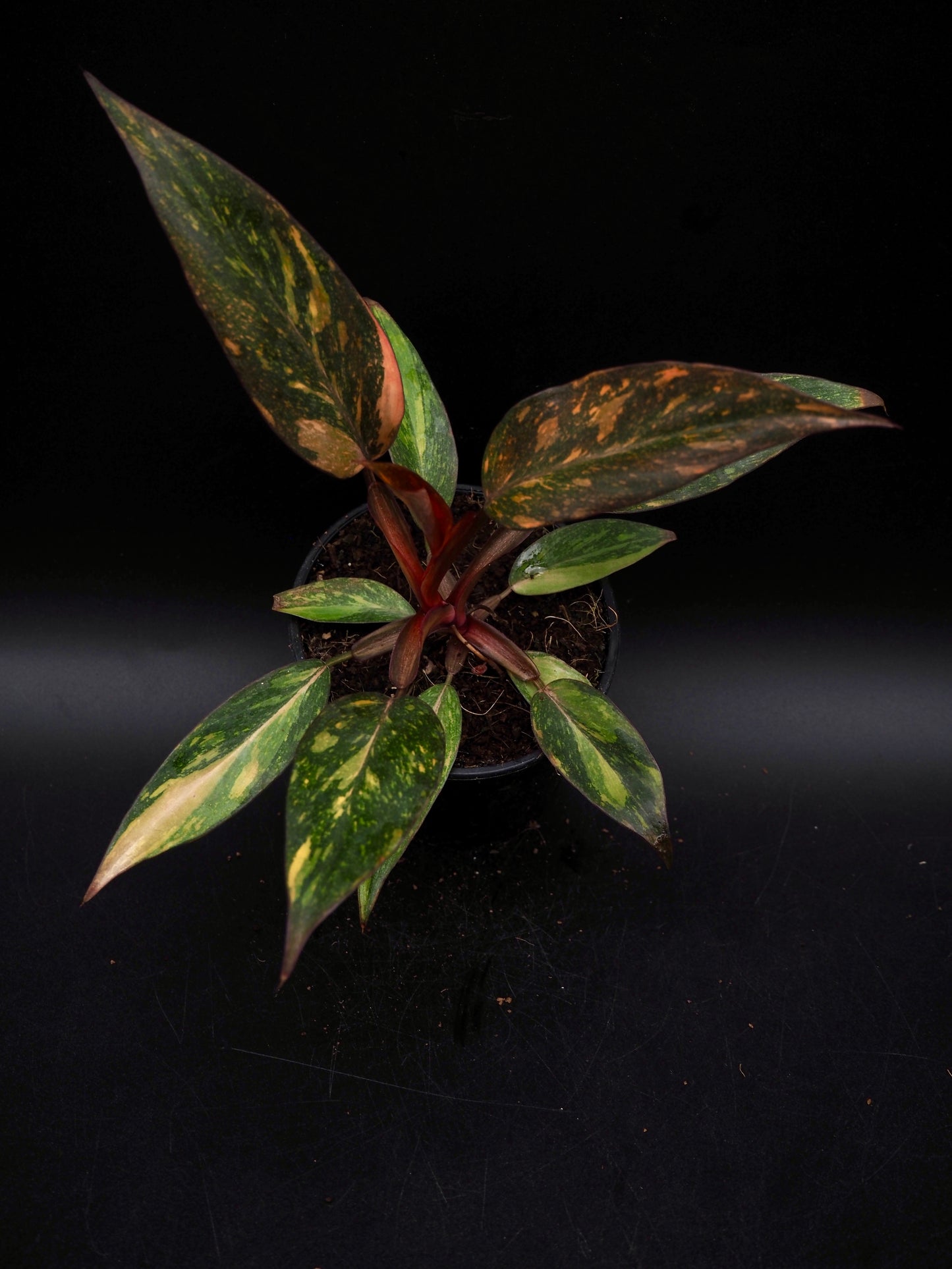 Philodendron Orange Princess Galaxy