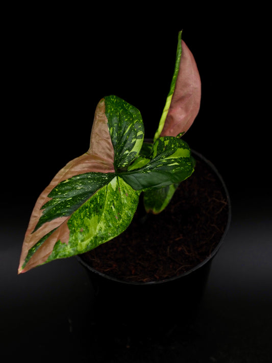 Syngonium Tache Rouge Tricolore