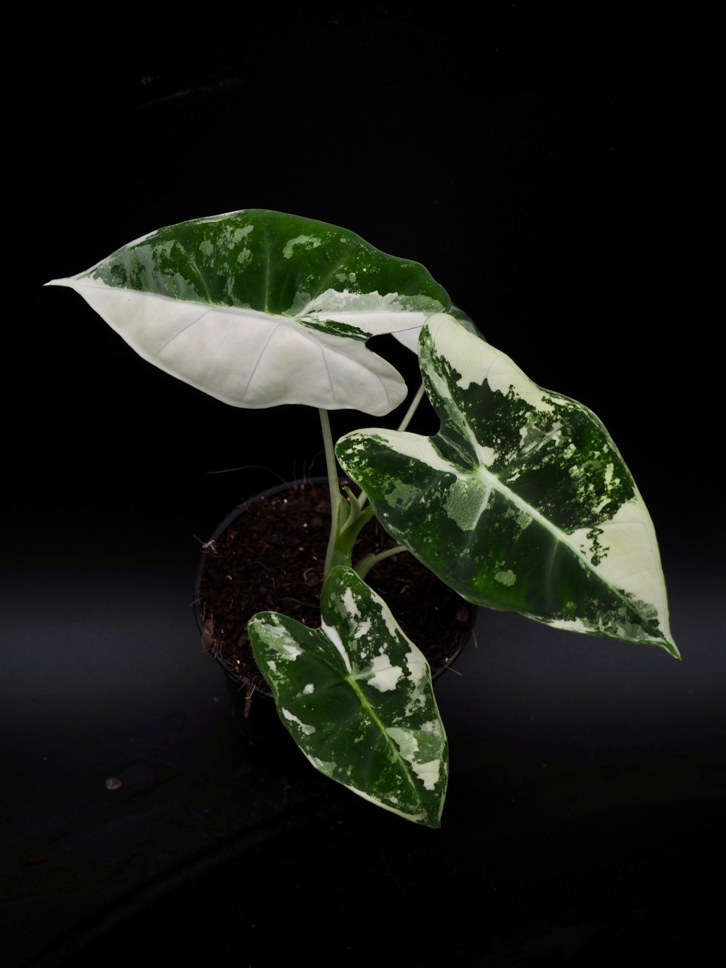 Alocasia Frydek Variegata